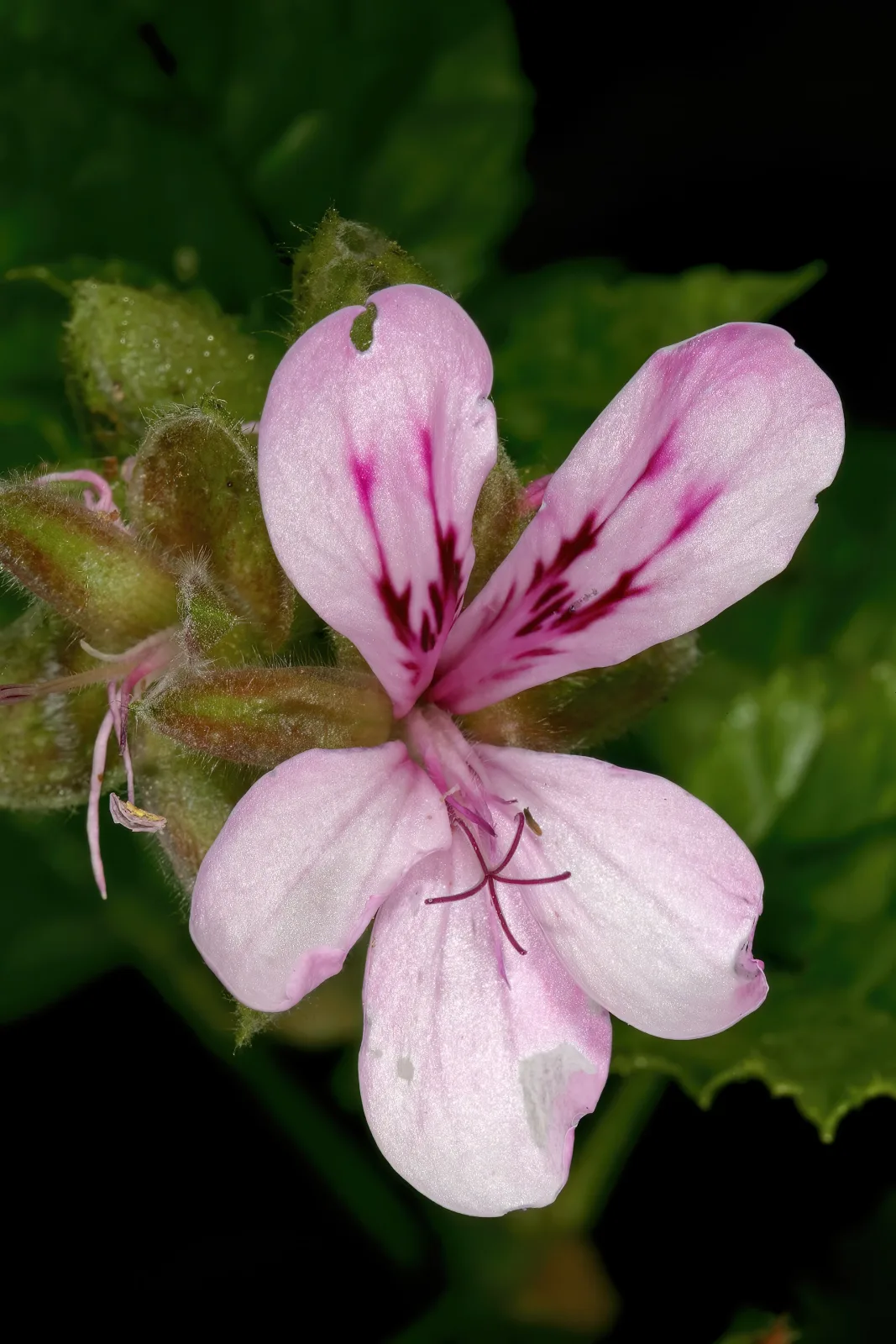 Pelargonium glutinosum