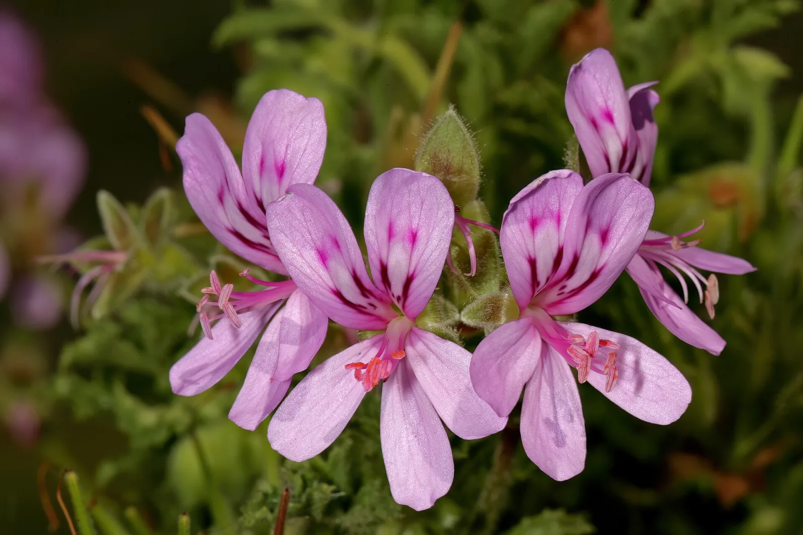 Pelargonium glutinosum