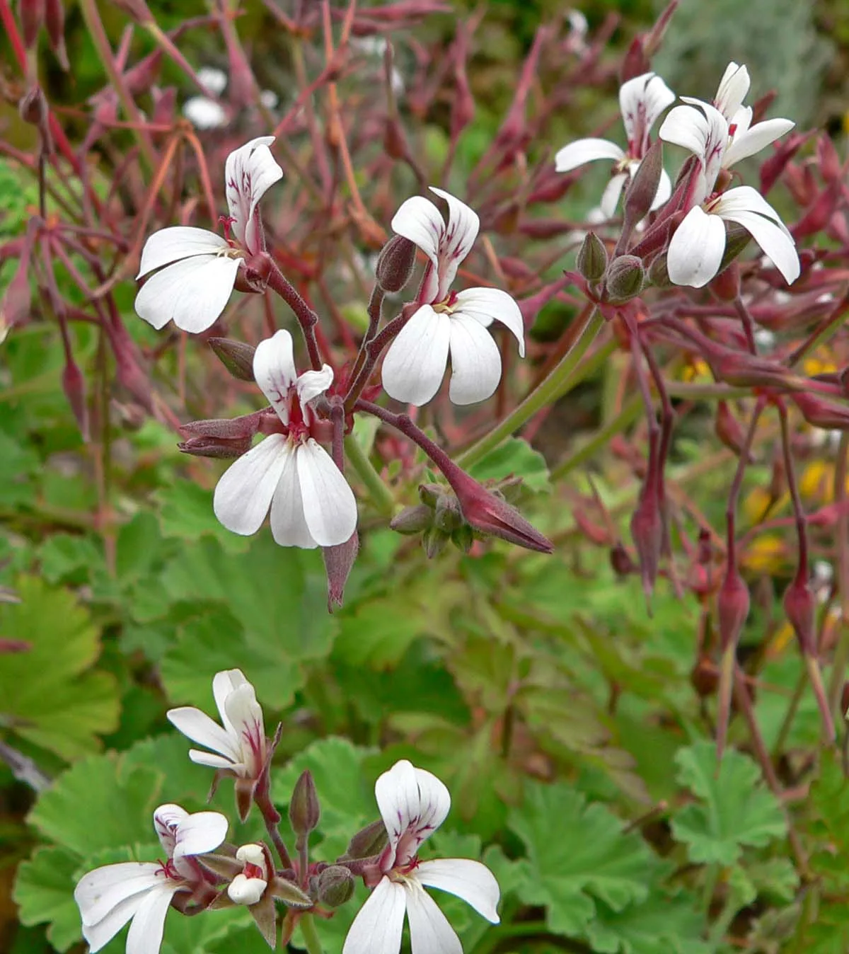 Pelargonium odoratissimum