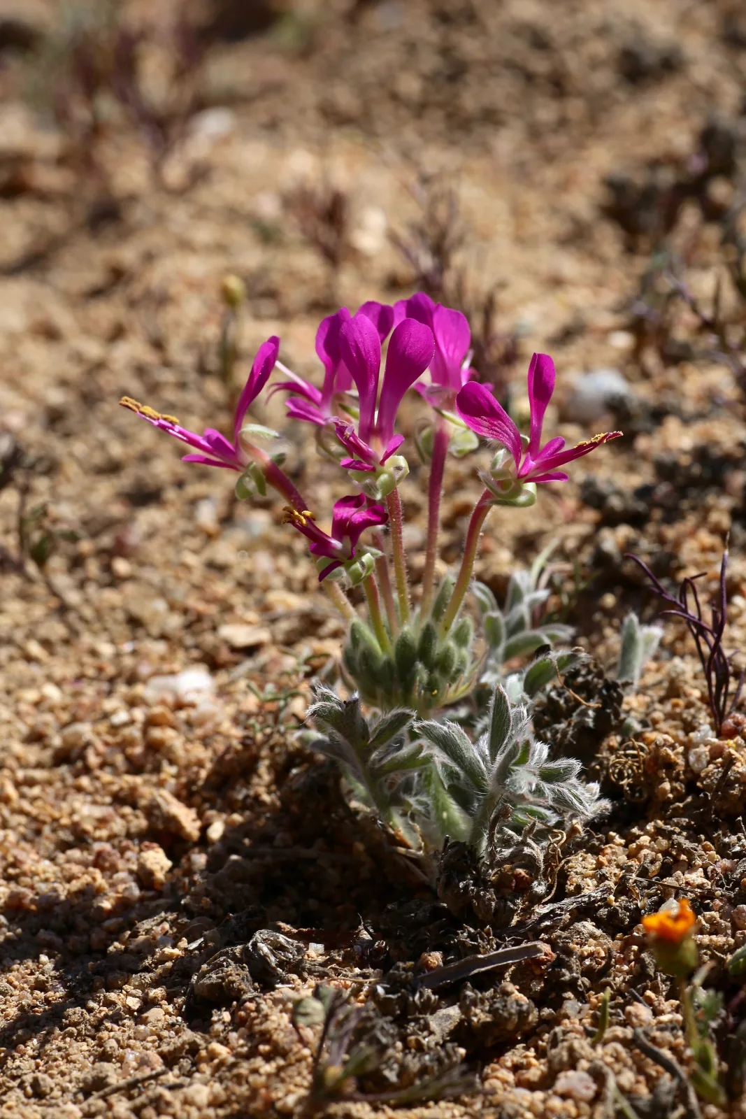 Pelargonium incrassatum