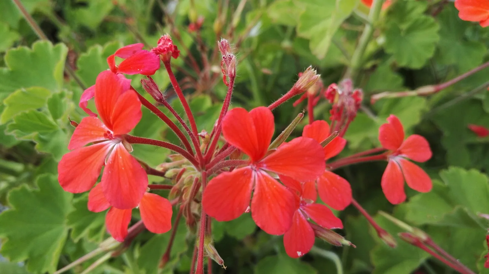 Pelargonium inquinans