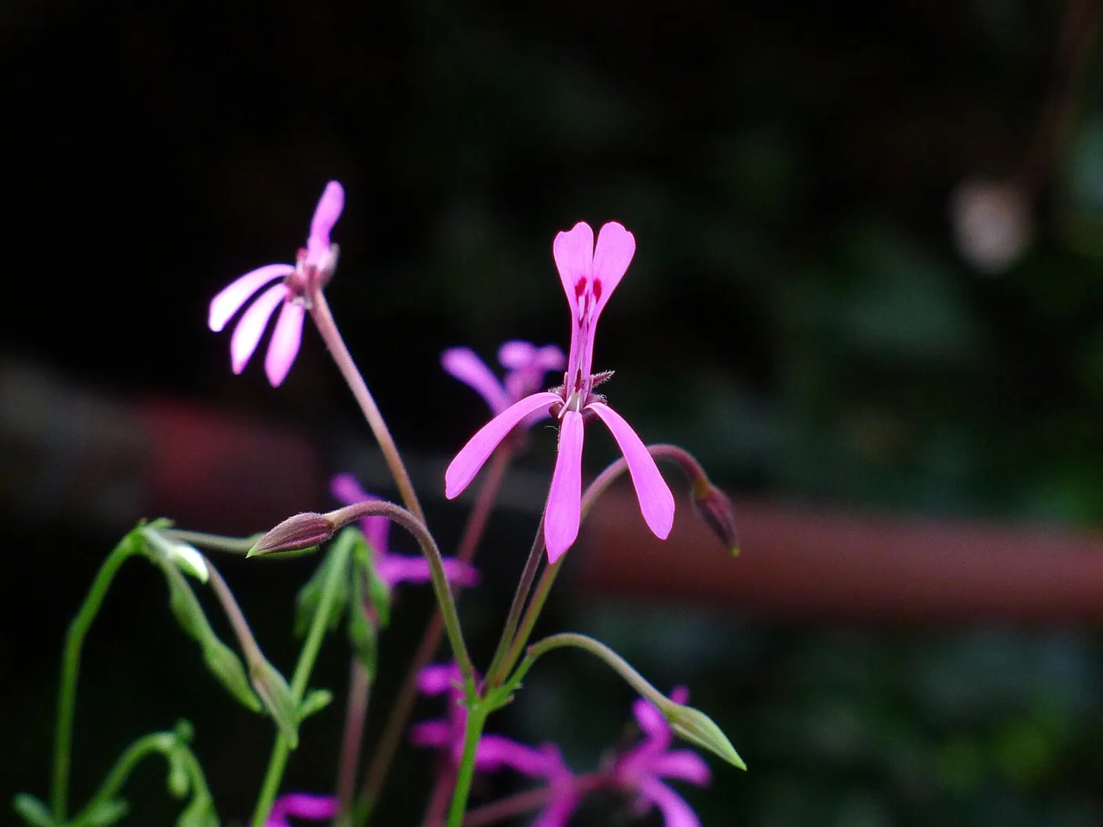 Pelargonium ionidiflorum