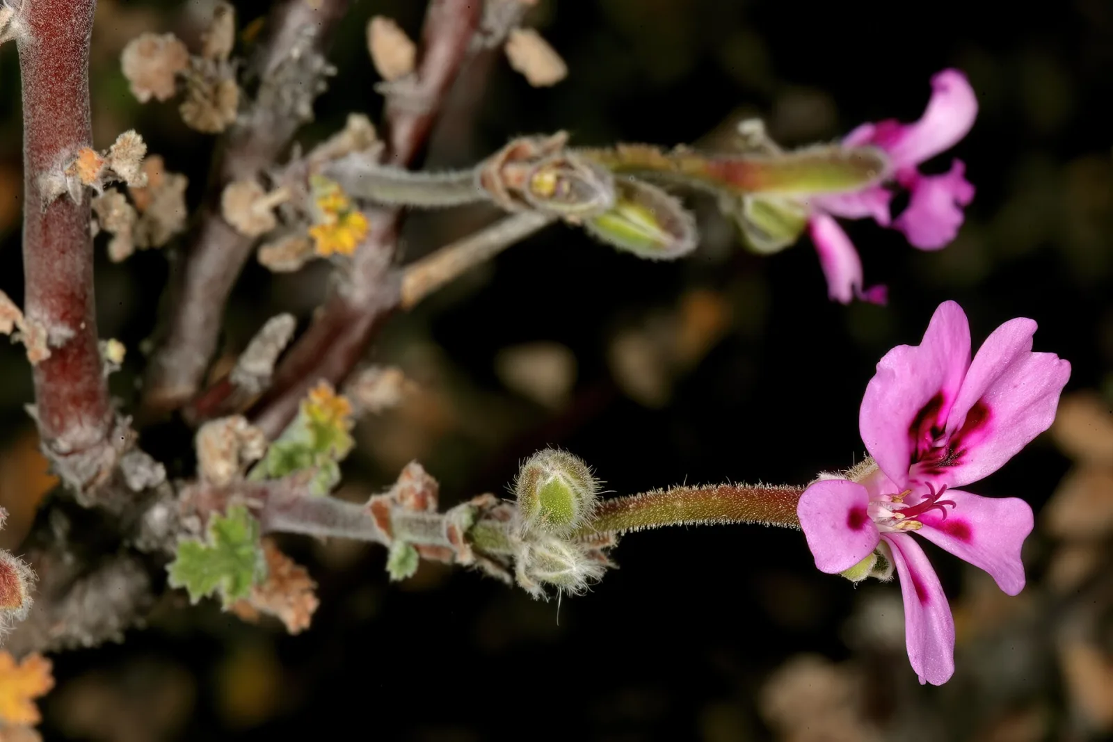 Pelargonium magenteum