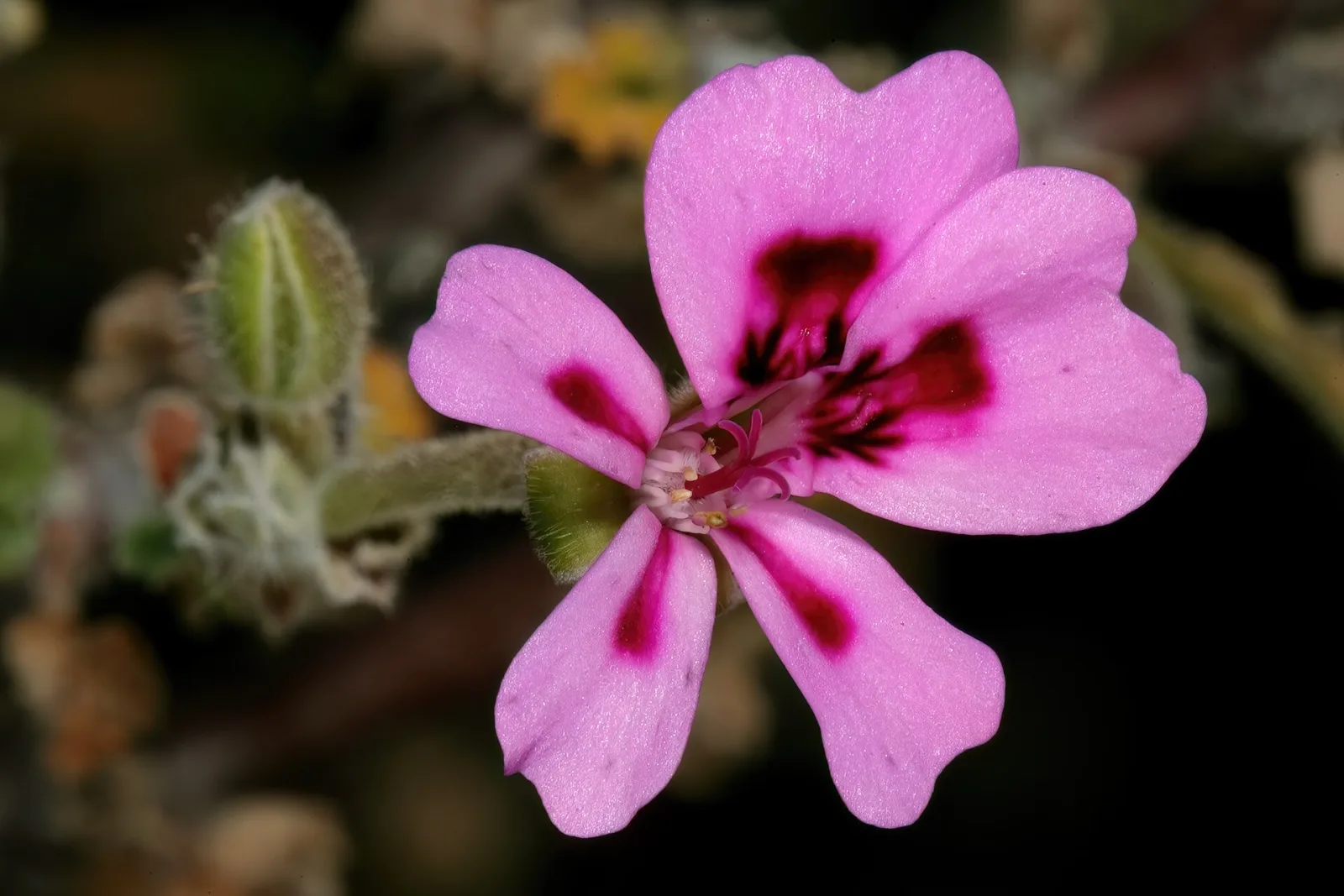 Pelargonium magenteum