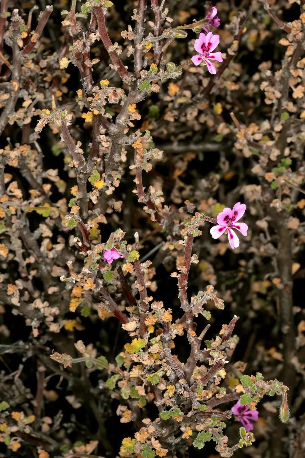Pelargonium magenteum