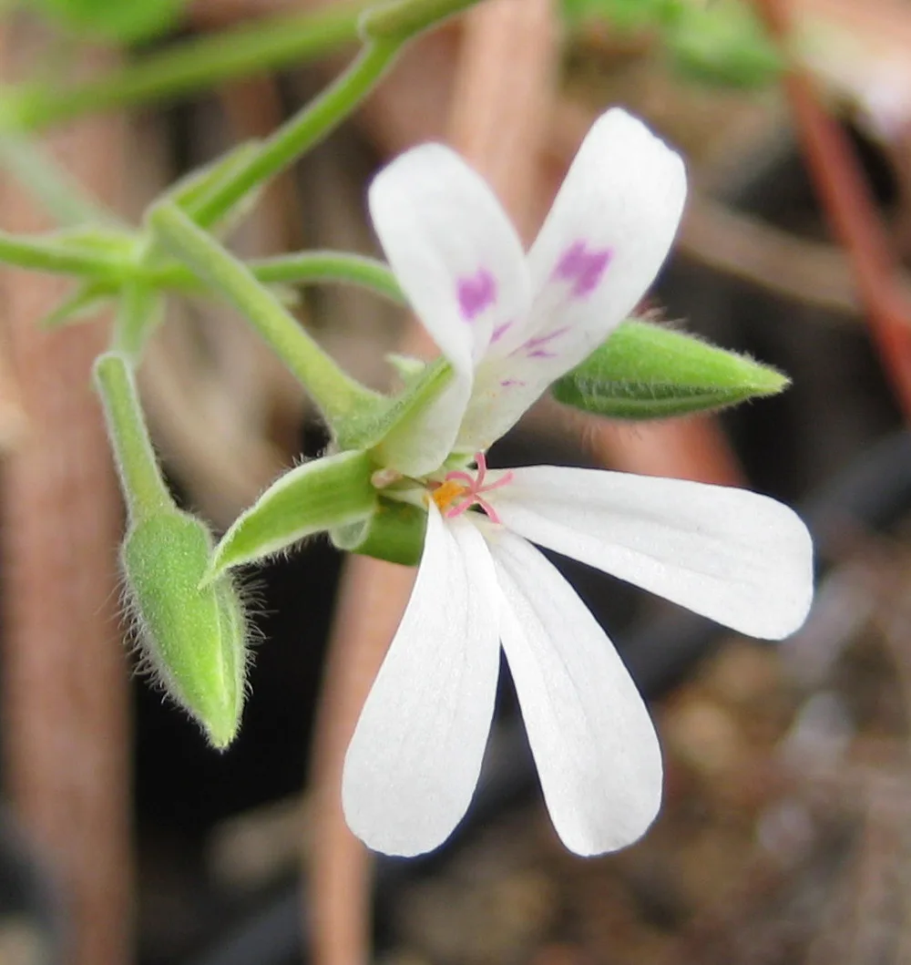 Pelargonium odoratissimum