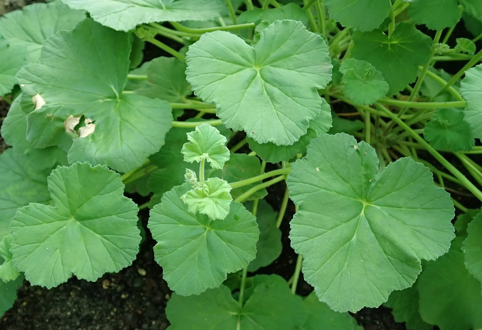 Pelargonium odoratissimum