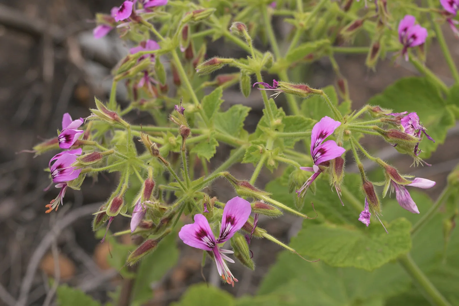 Pelargonium papilionaceum