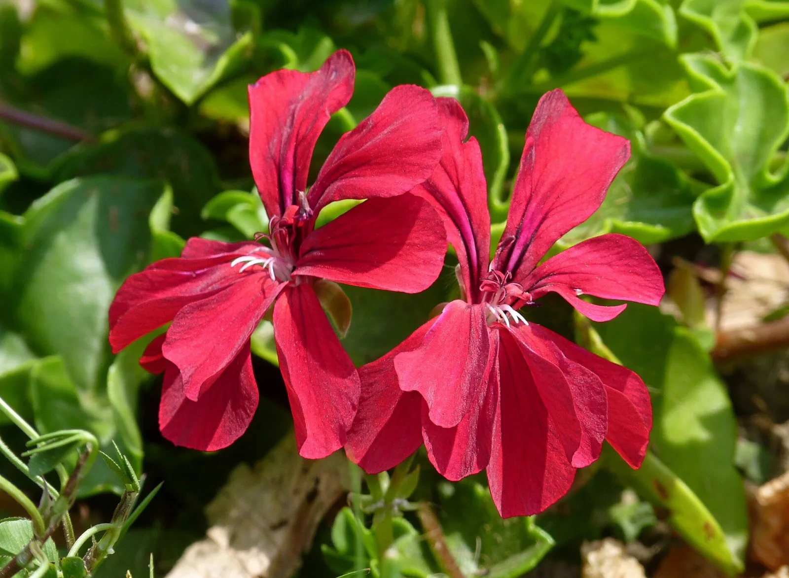 Pelargonium peltatum