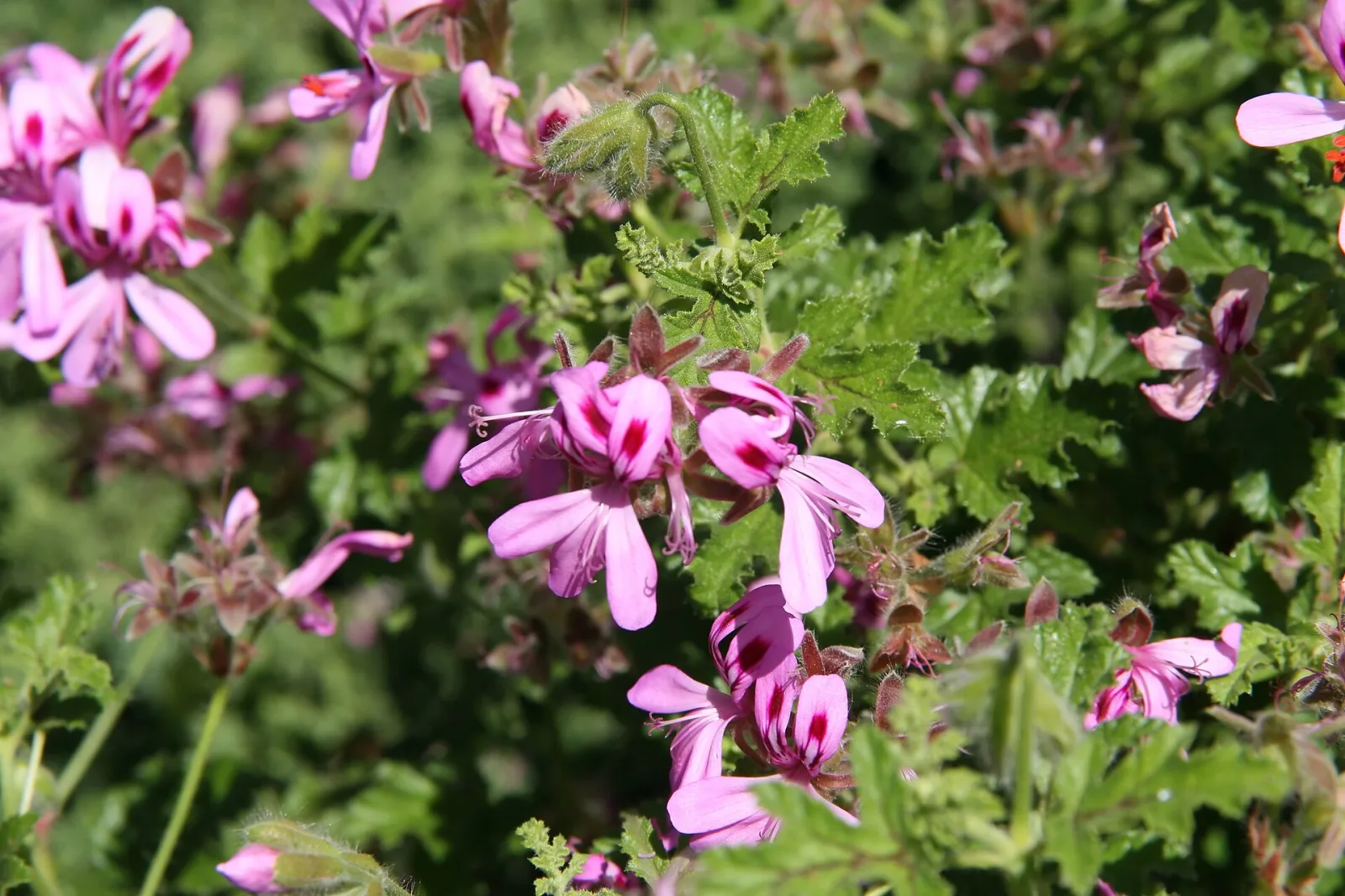 Pelargonium quercifolium