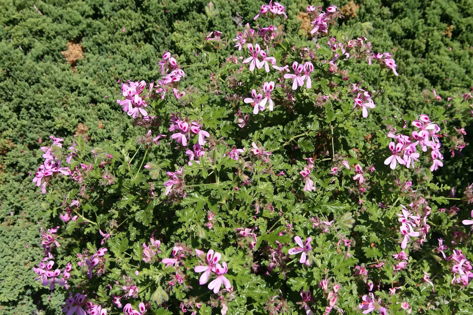 Pelargonium quercifolium
