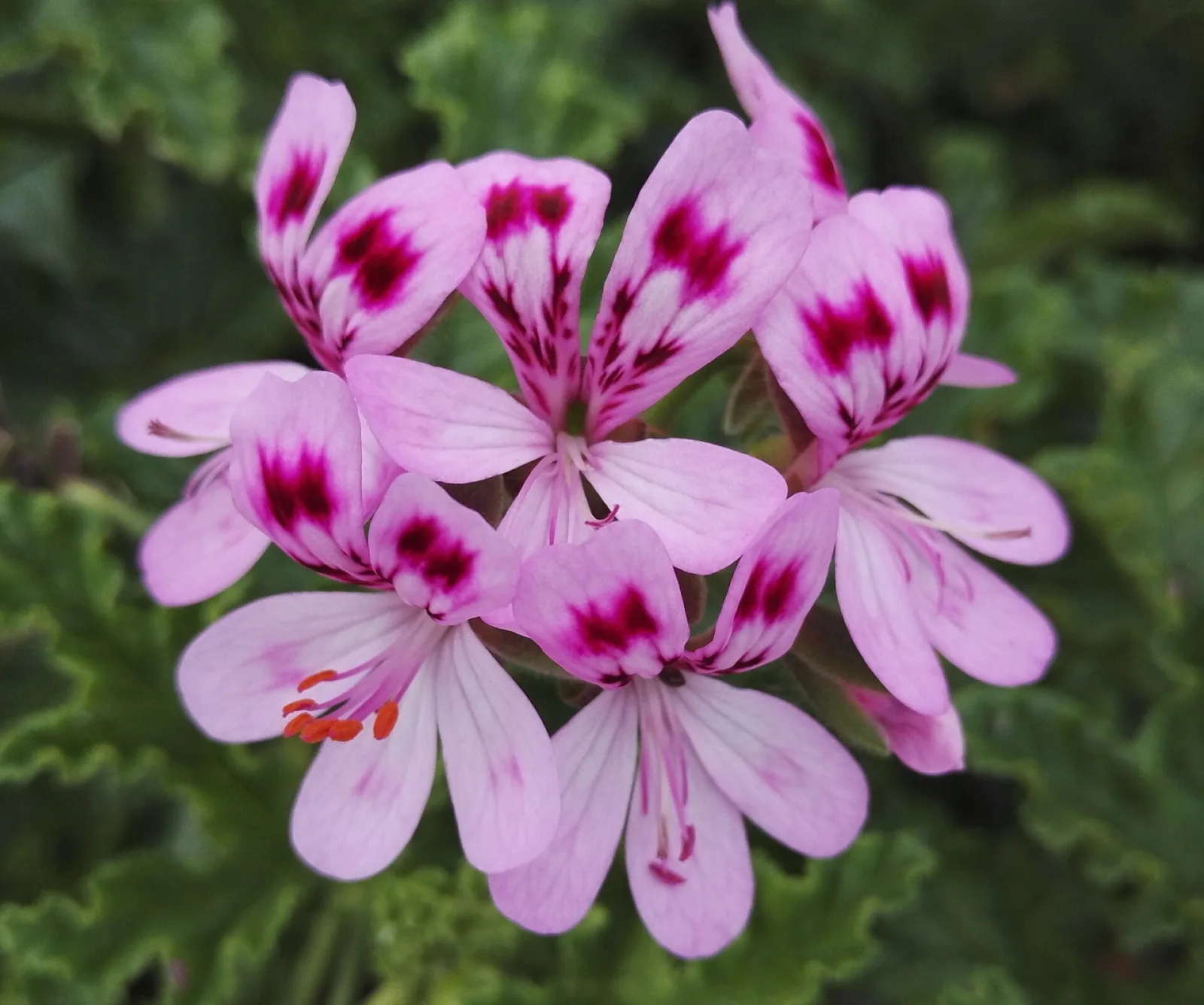 Pelargonium quercifolium