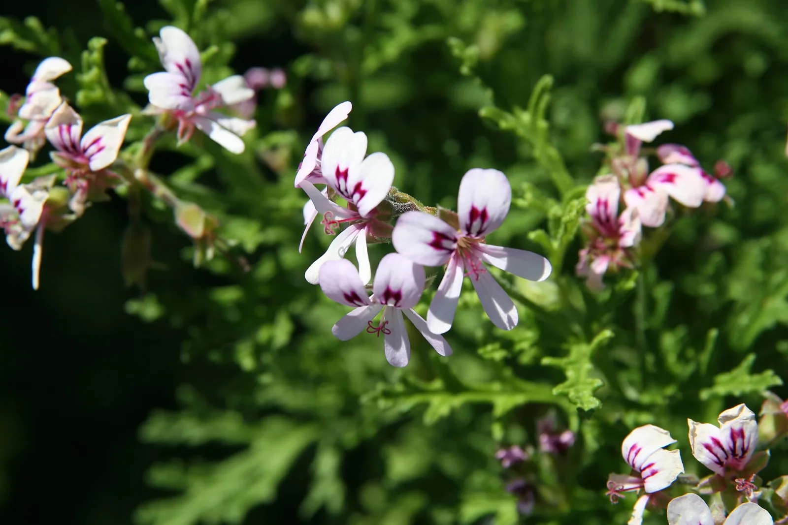 Pelargonium radens