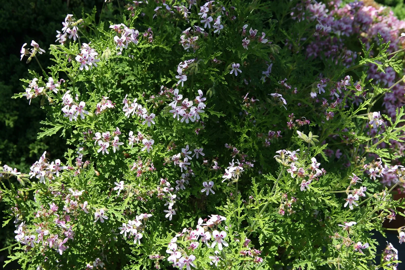 Pelargonium radens