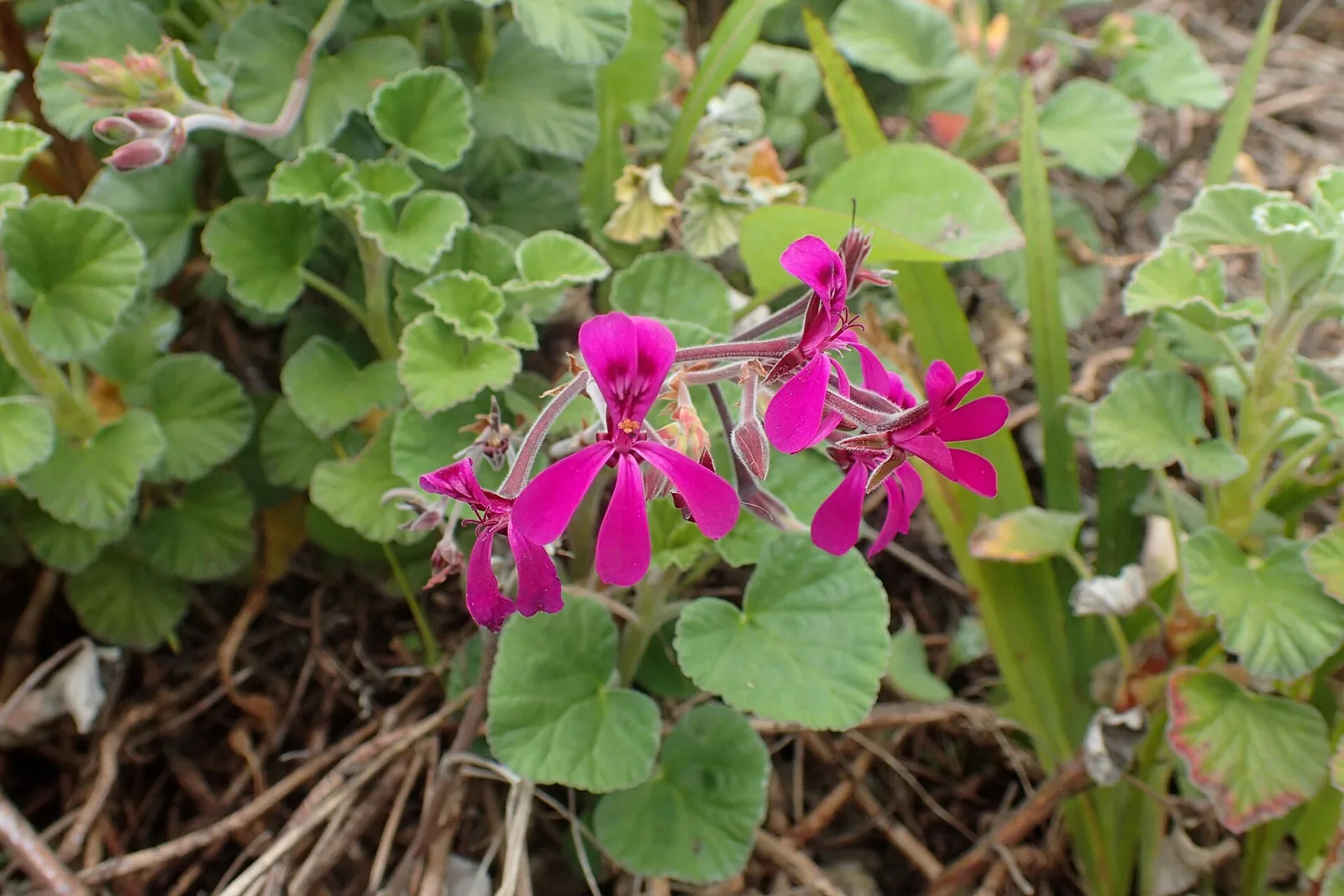 Pelargonium reniforme