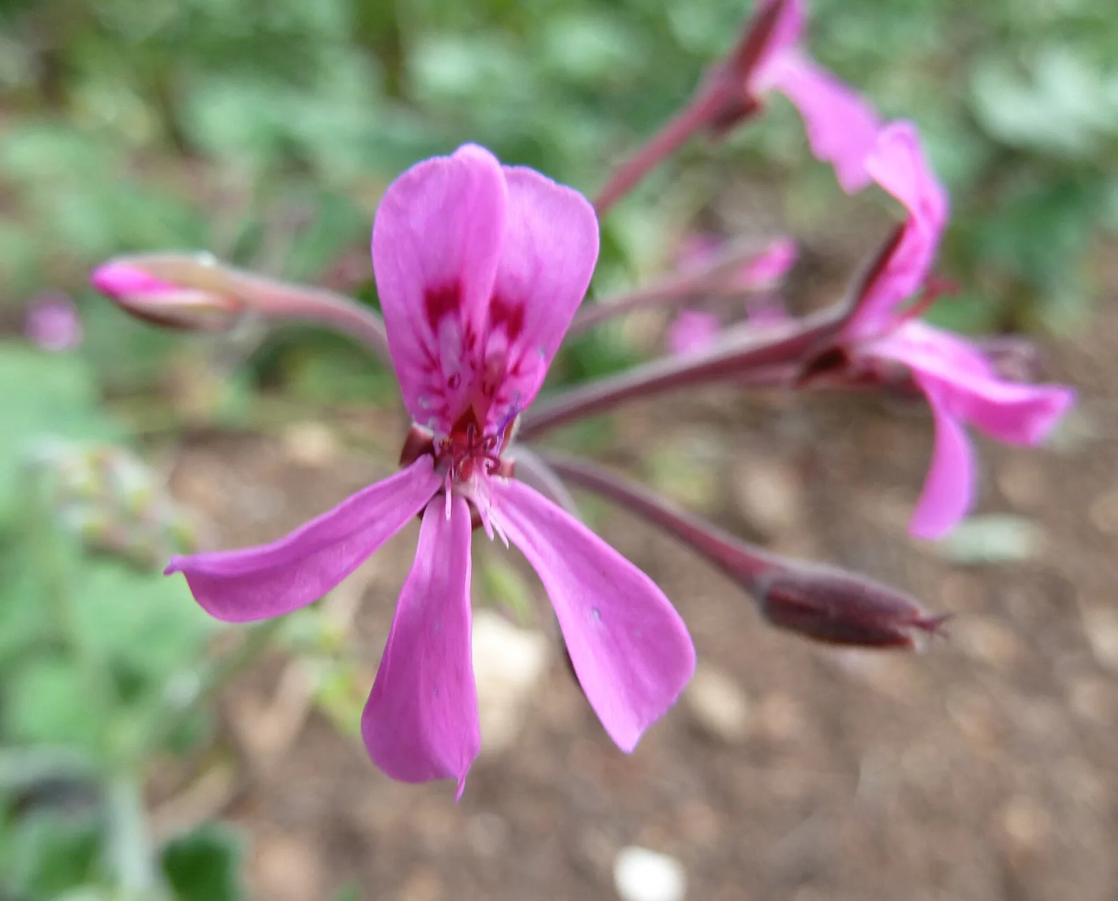 Pelargonium reniforme