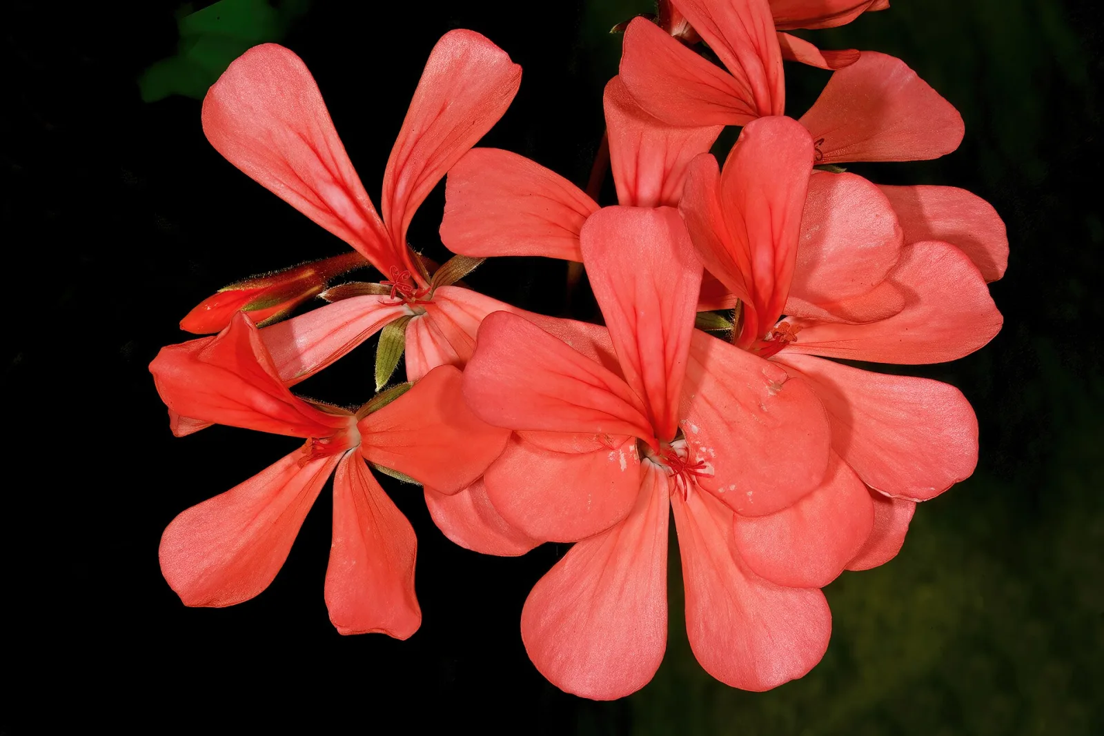 Pelargonium salmoneum