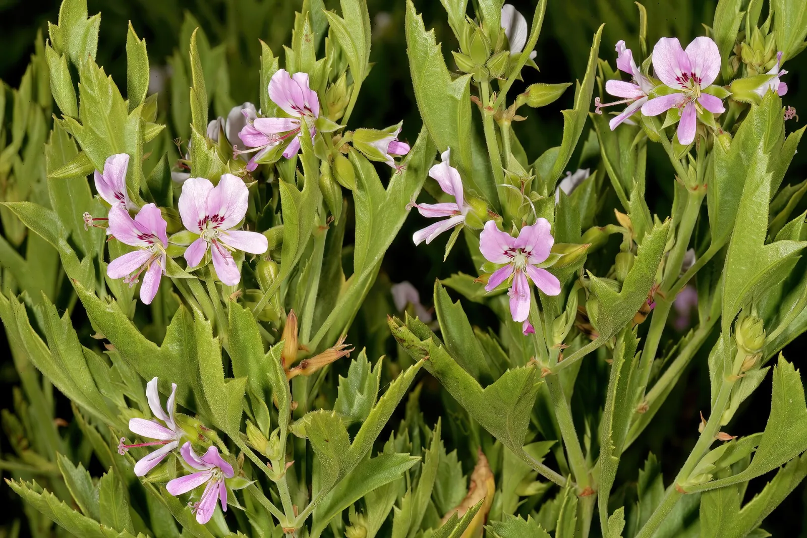 Pelargonium scabrum