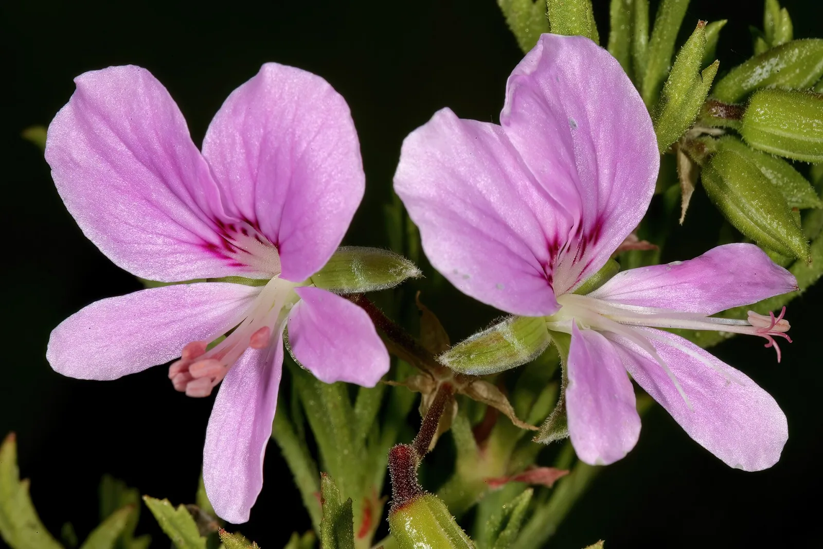Pelargonium scabrum