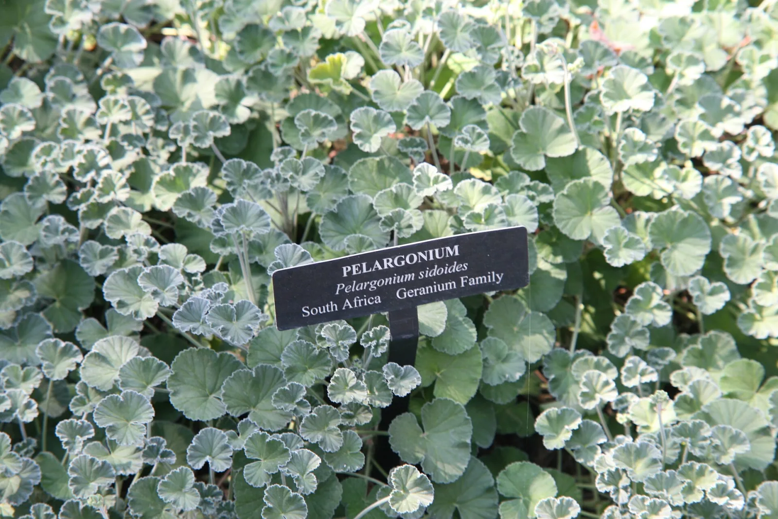 Pelargonium sidoides