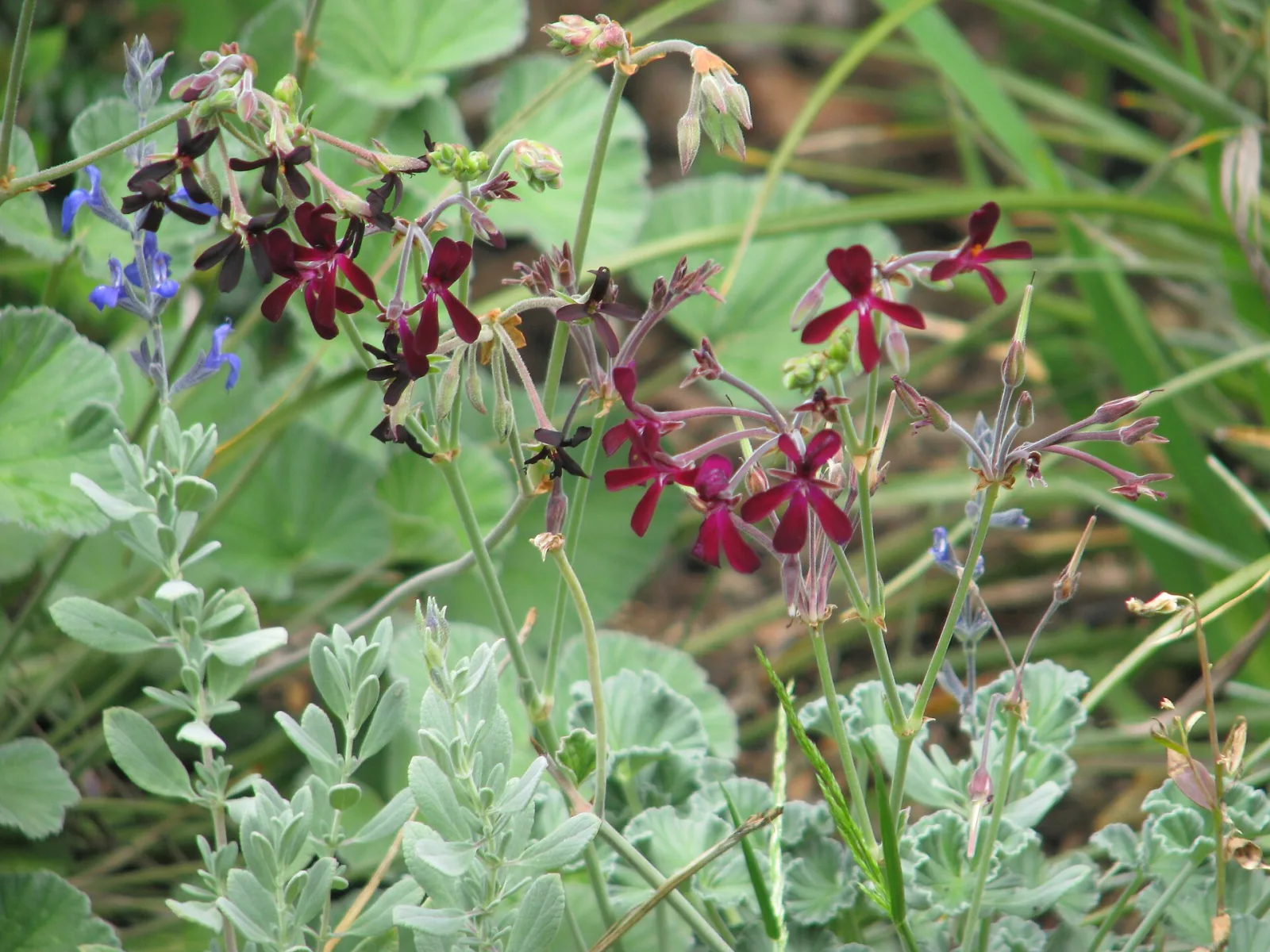 Pelargonium sidoides