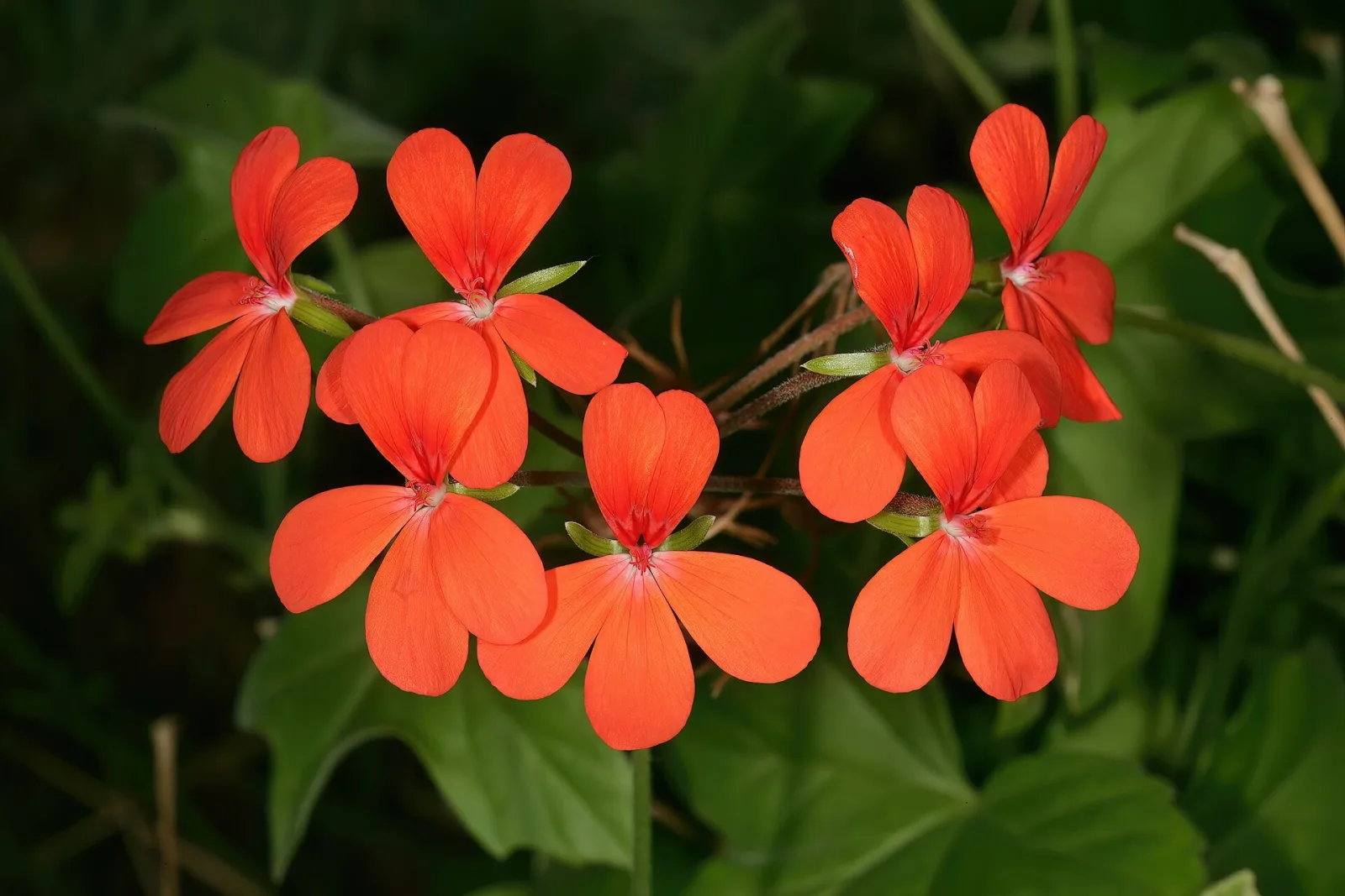 Pelargonium tongaense