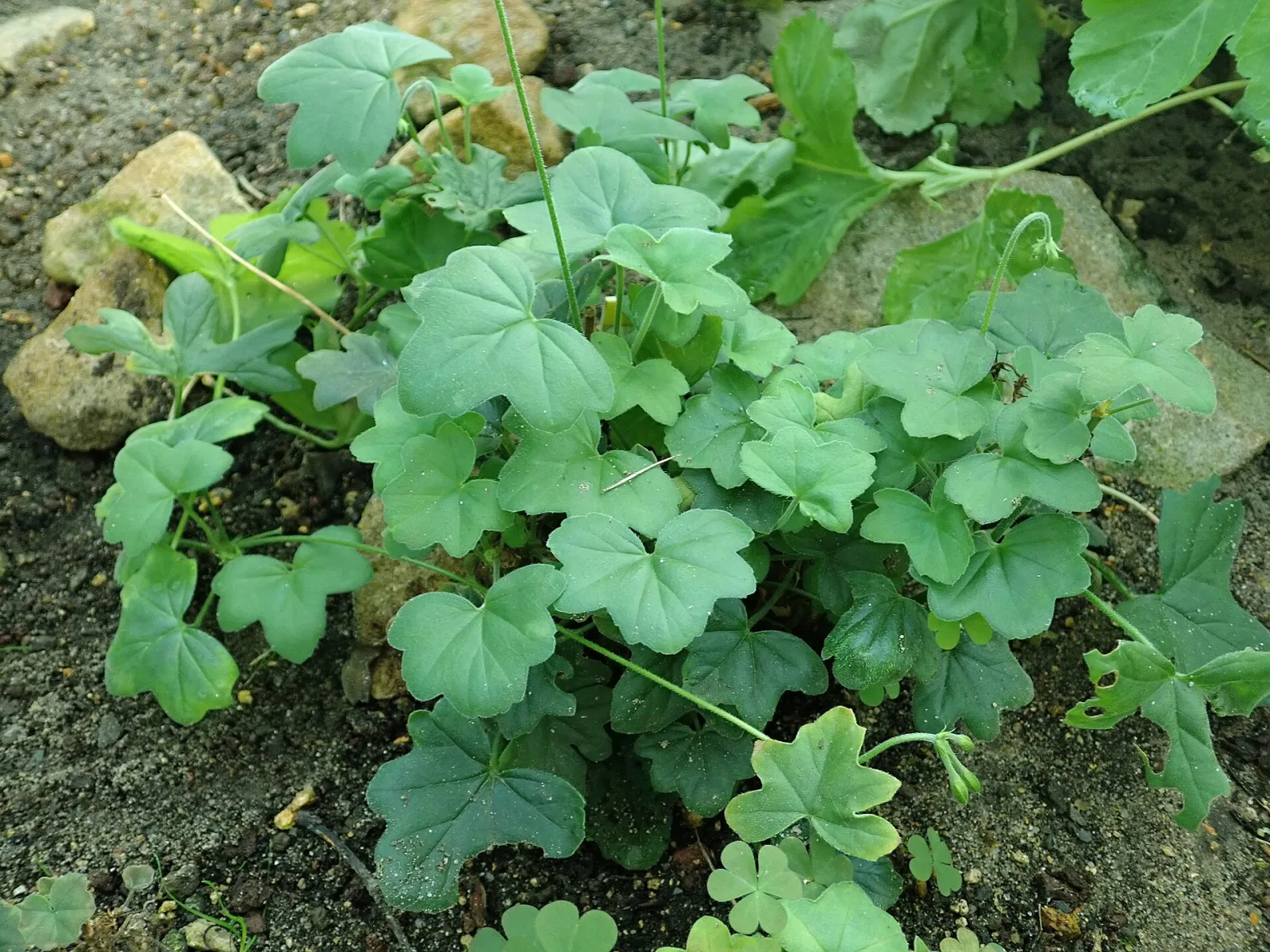 Pelargonium tongaense