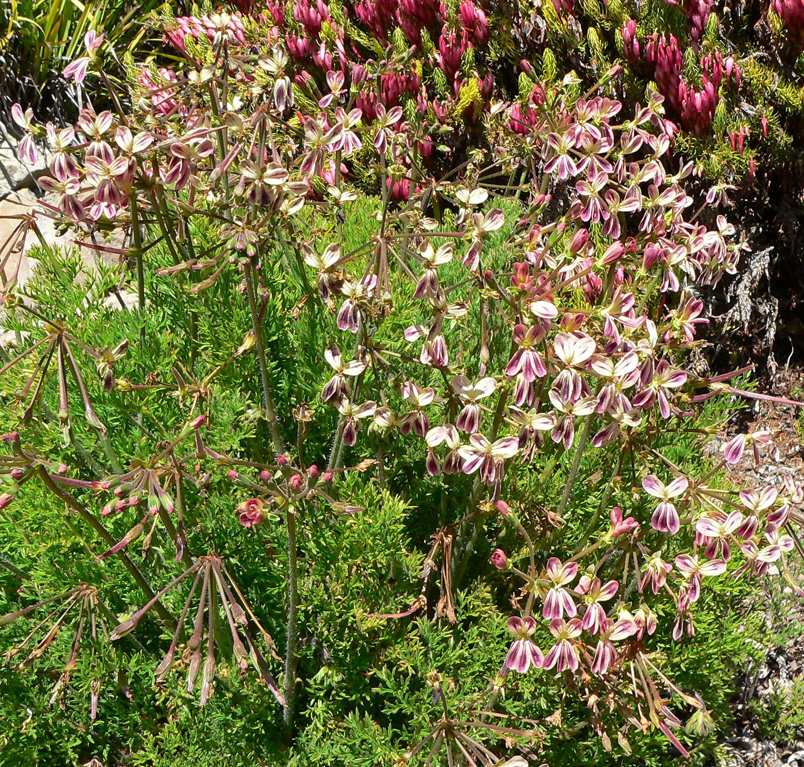 Pelargonium triste