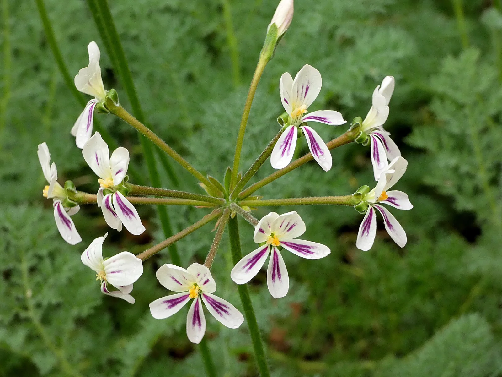 Pelargonium triste
