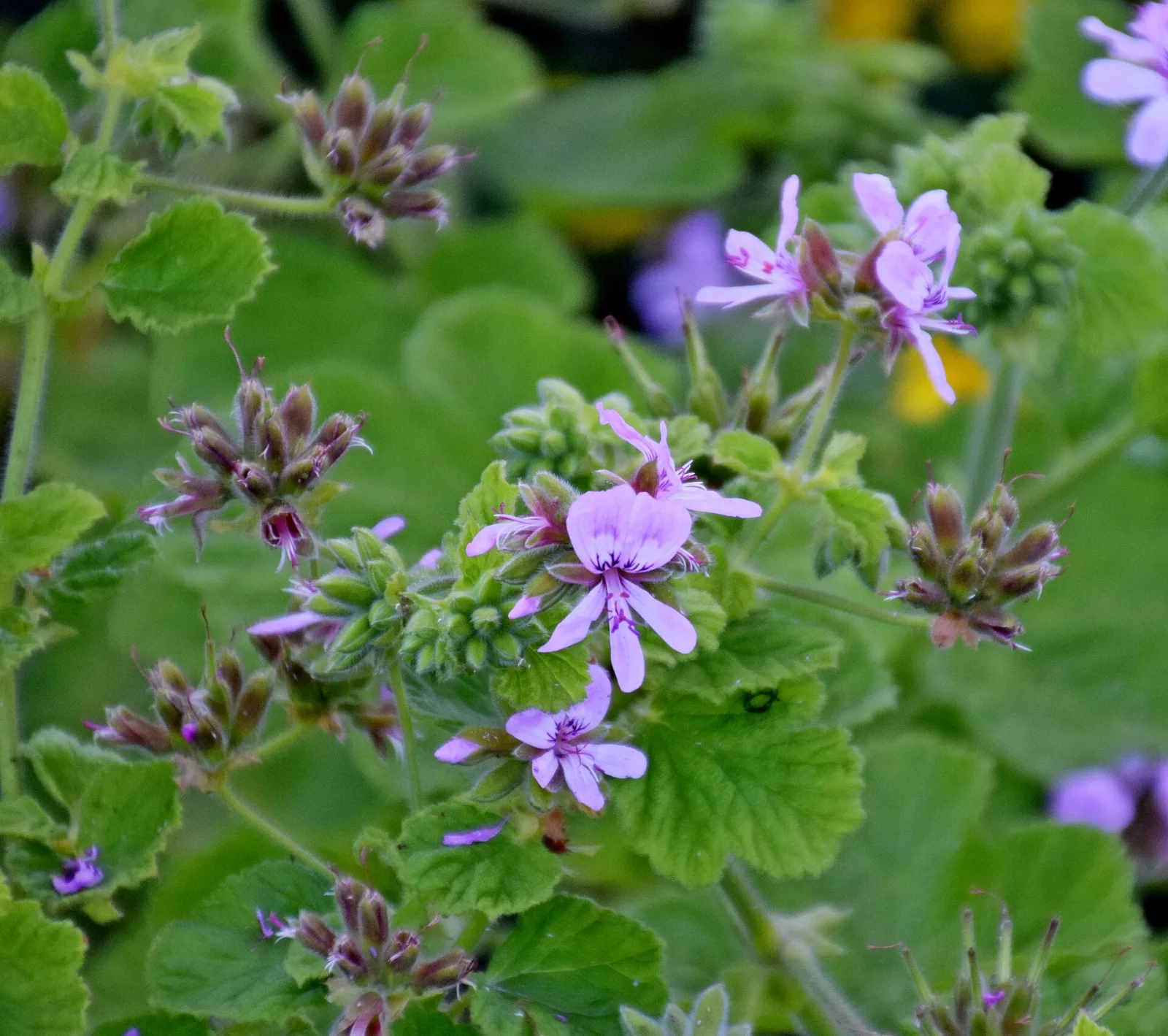 Pelargonium vitifolium
