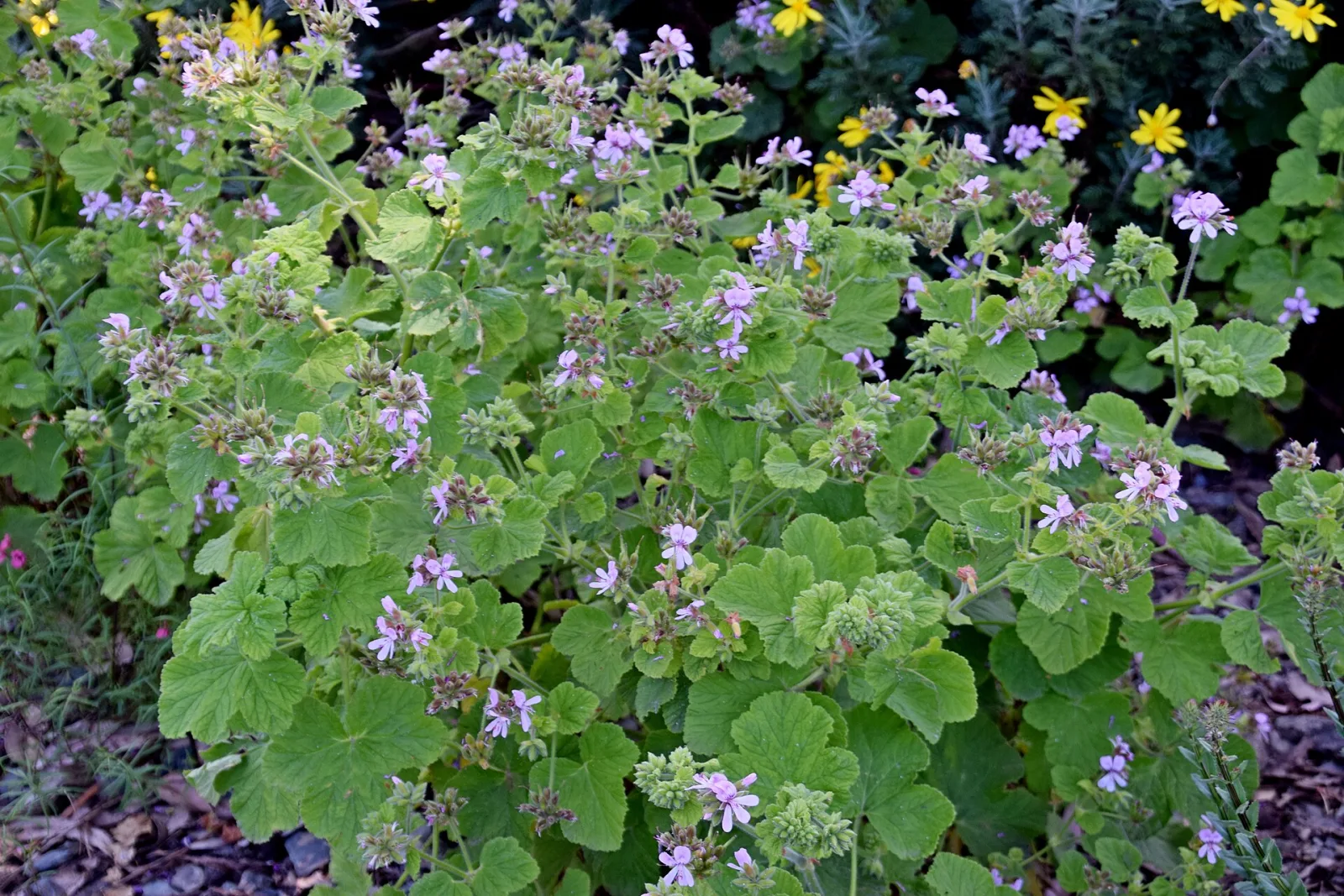 Pelargonium vitifolium