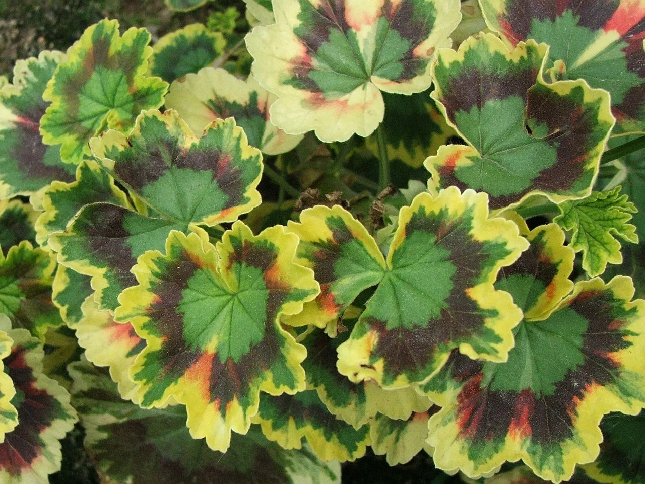 Pelargonium zonale