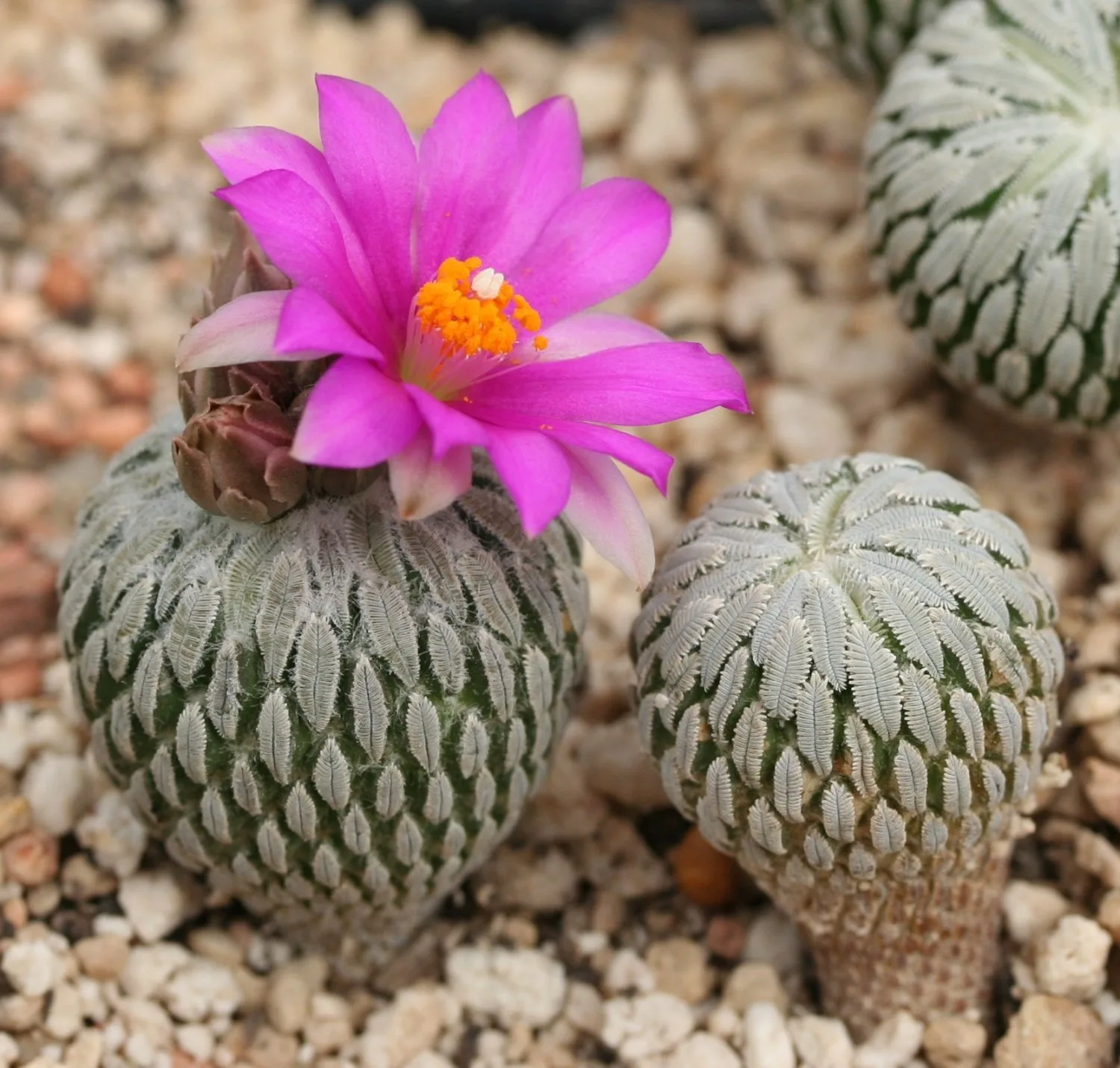 Pelecyphora aselliformis