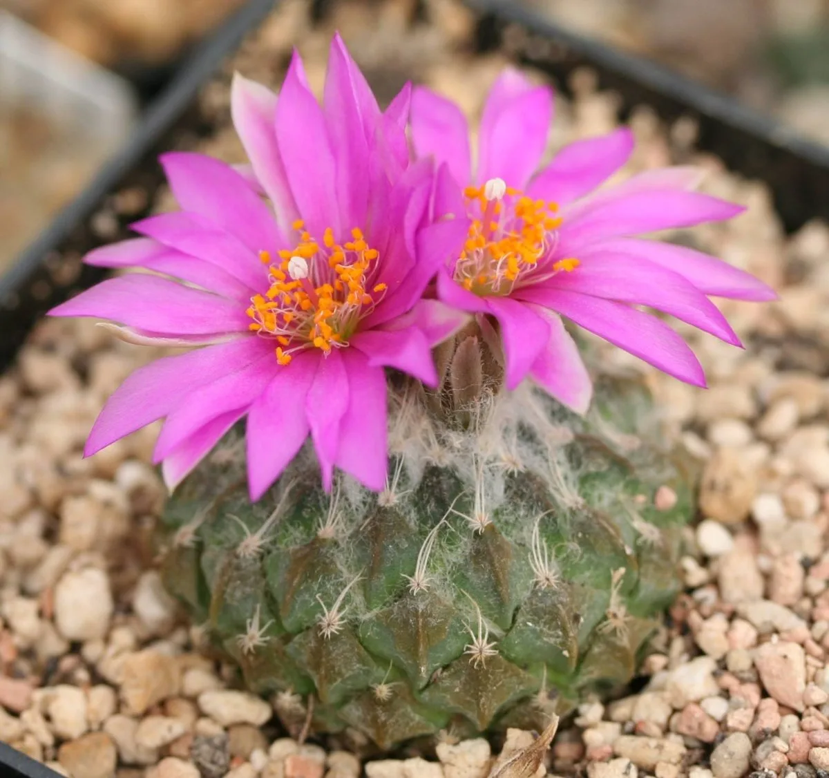 Encephalocarpus strobiliformis