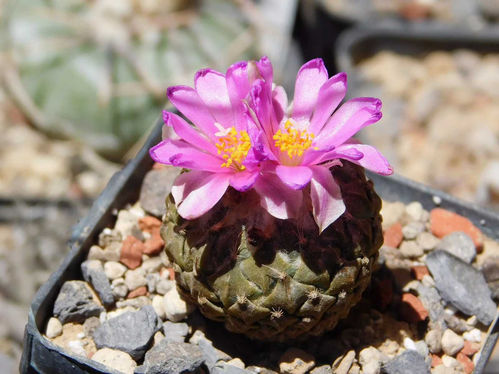Encephalocarpus strobiliformis