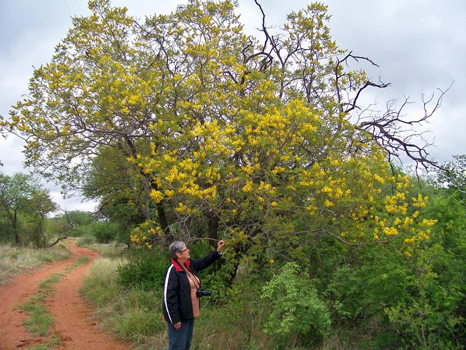 Peltophorum africanum