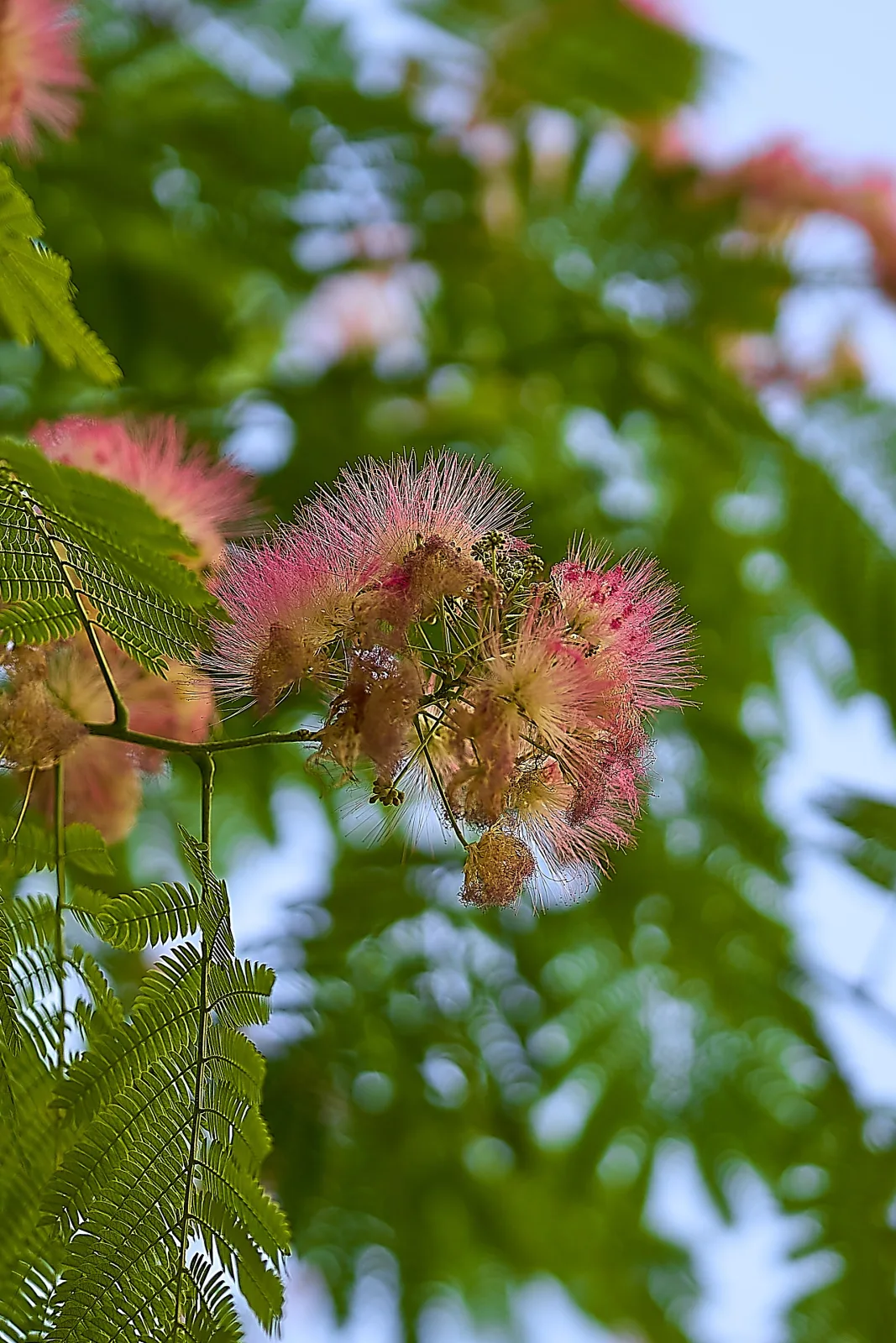 Albizia julibrissin