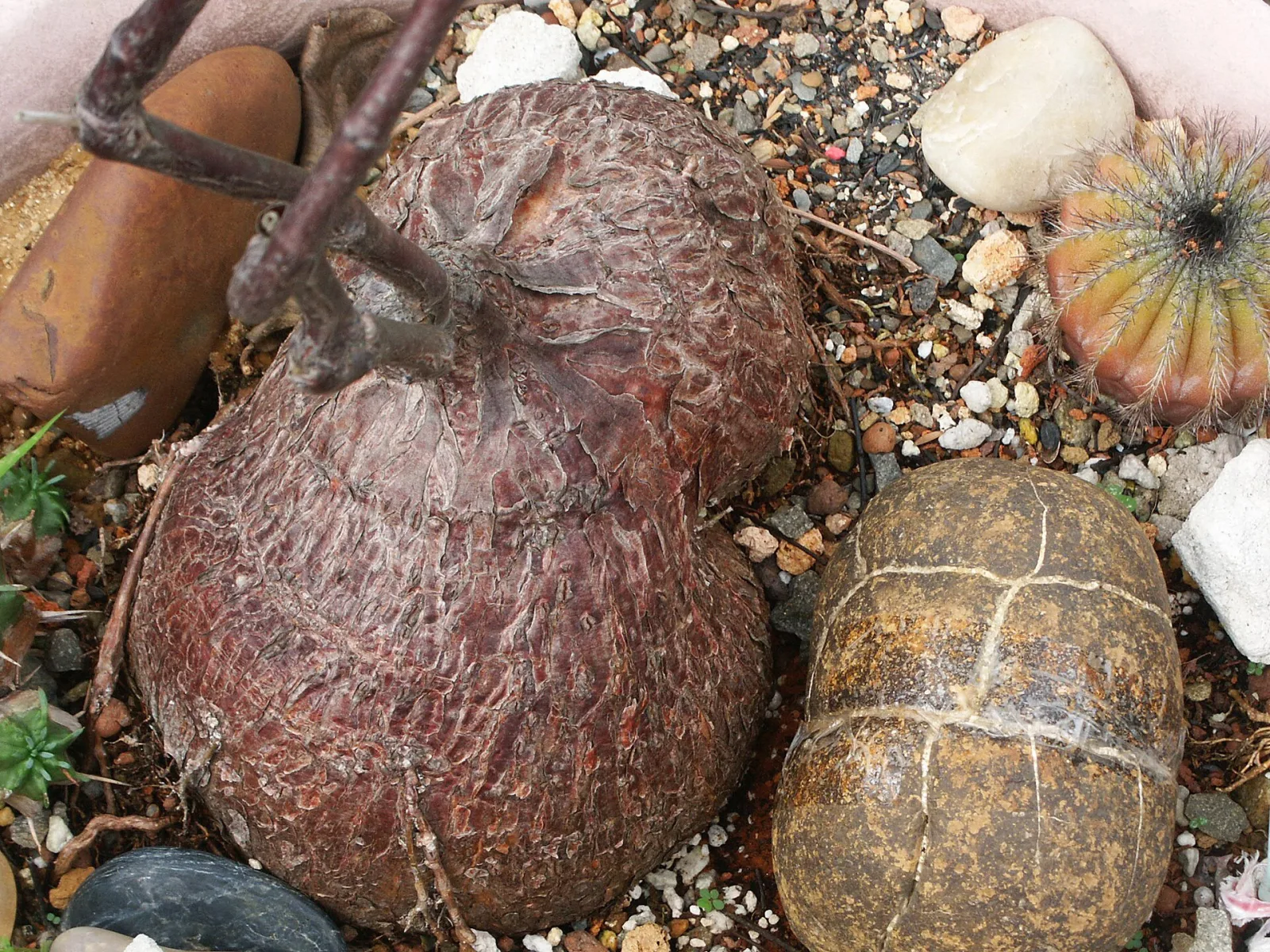 Petopentia natalensis