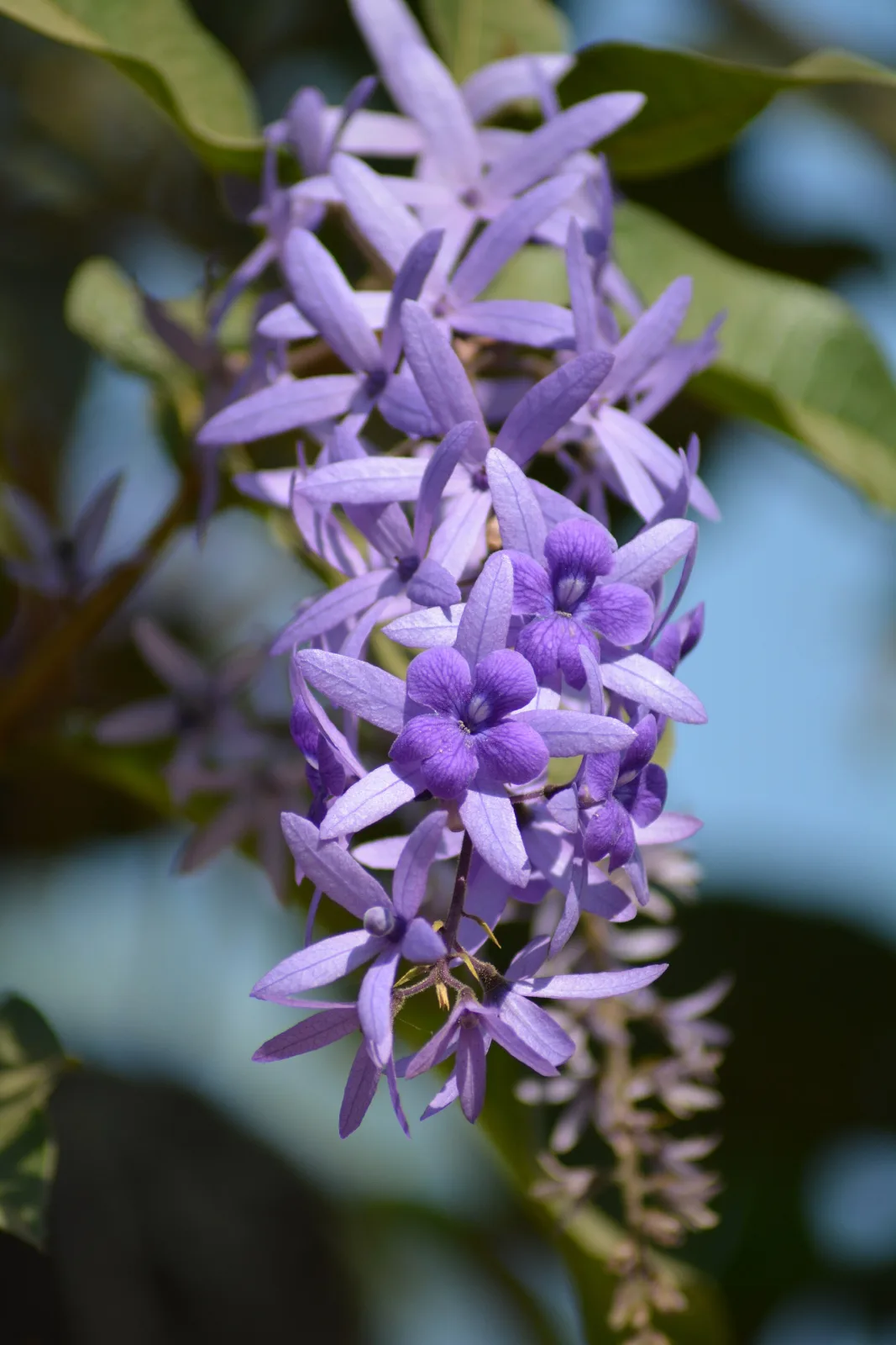 Petrea volubilis