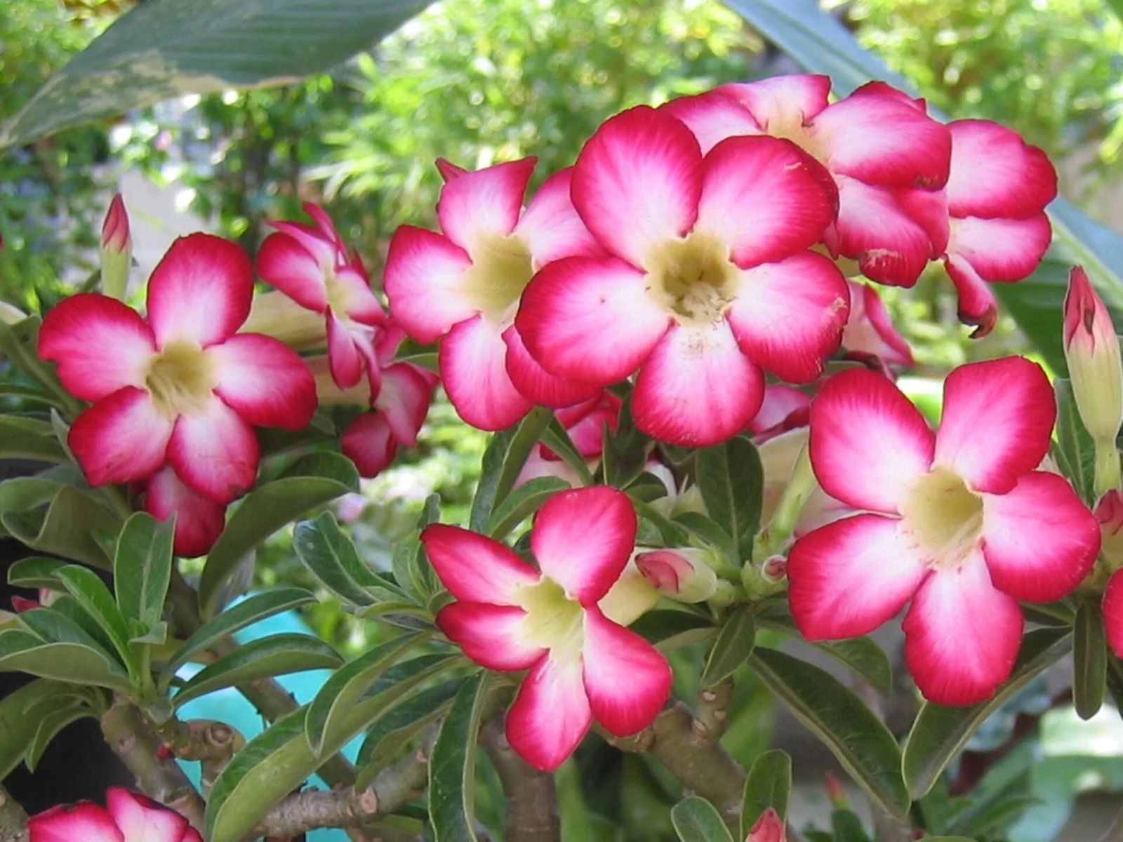 Adenium obesum Thailand