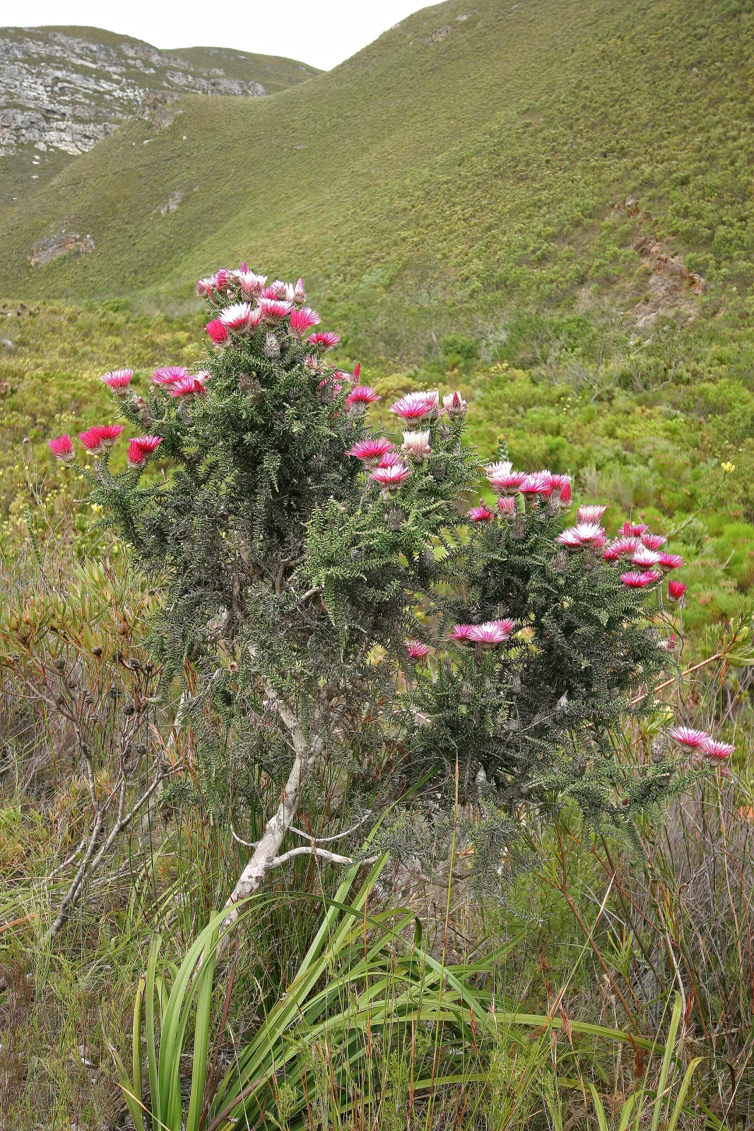 Phaenocoma prolifera