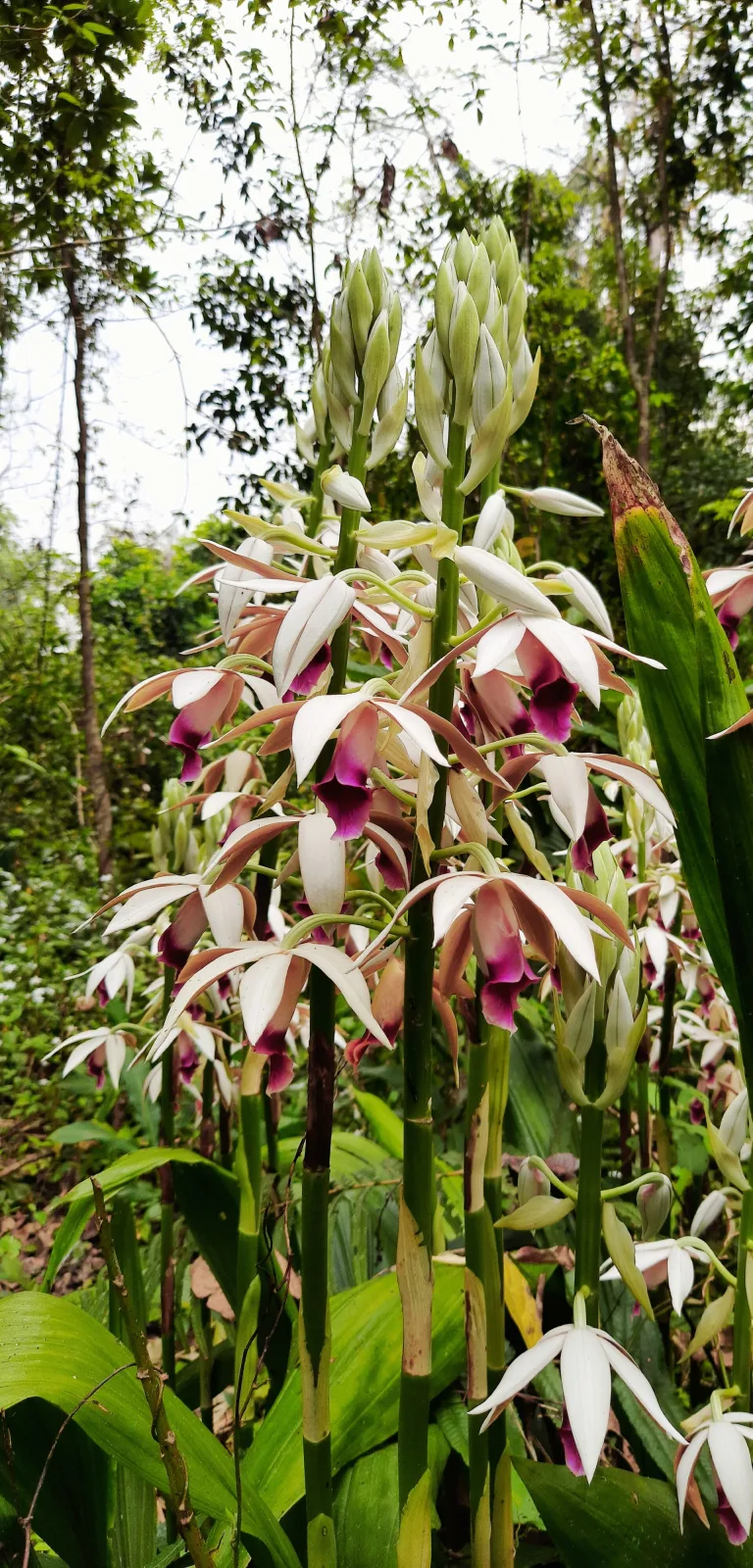 Phaius tankervilleae