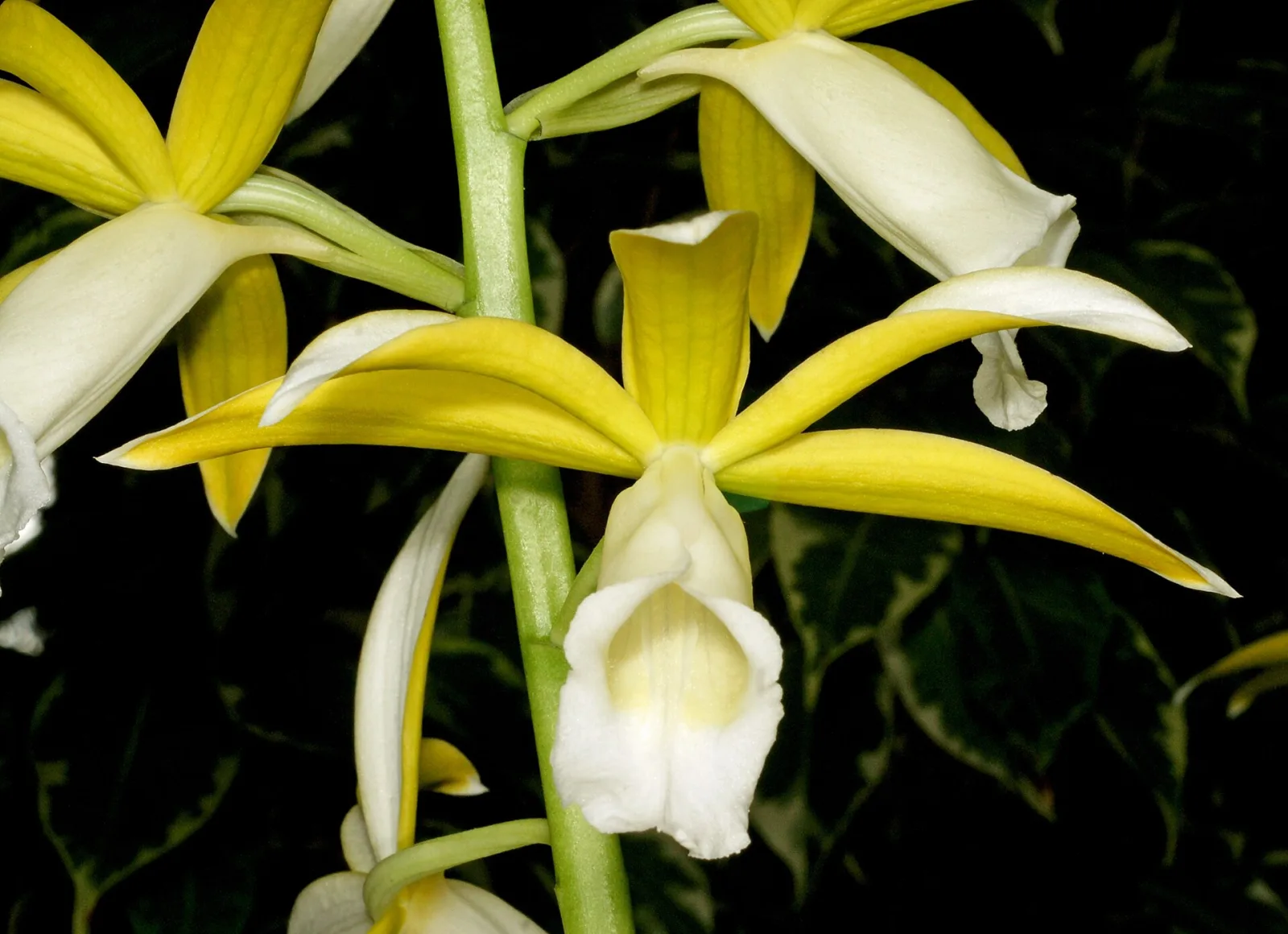 Phaius tankervilleae alba