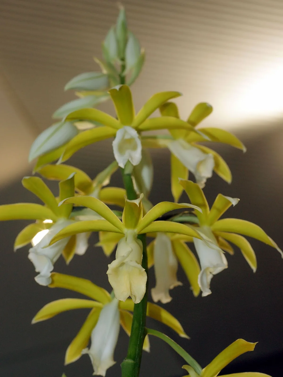 Phaius tankervilleae alba
