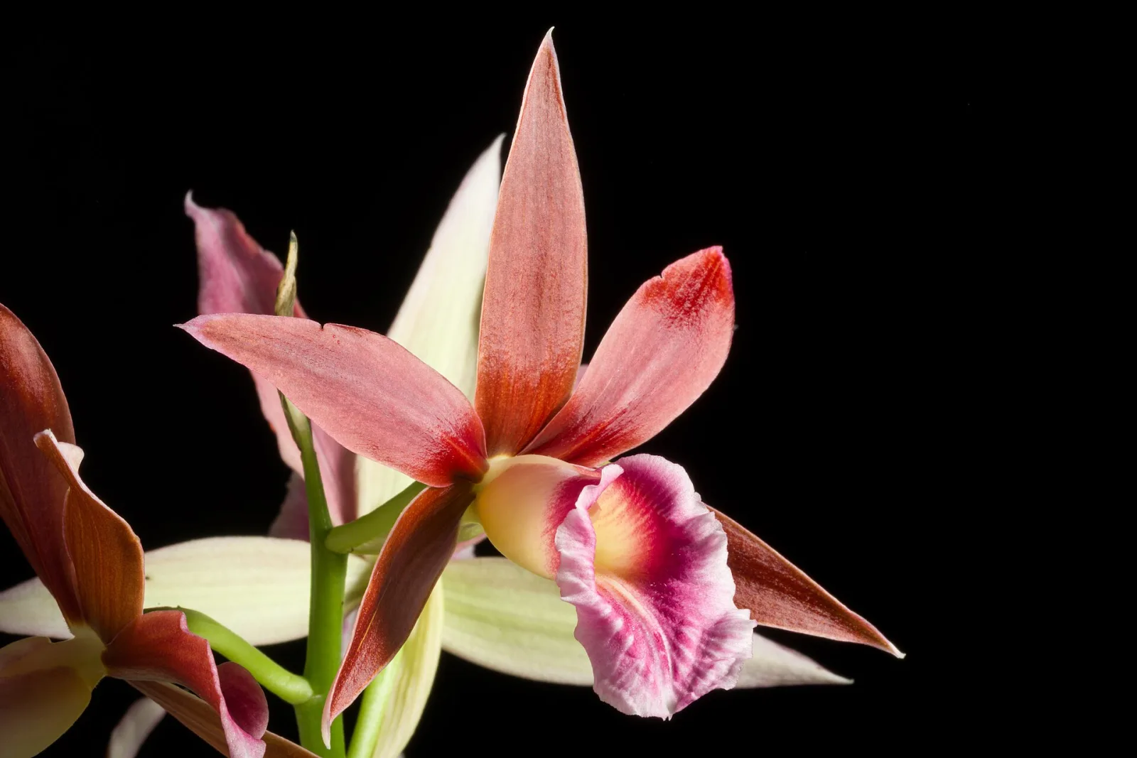 Phaius tankervilleae