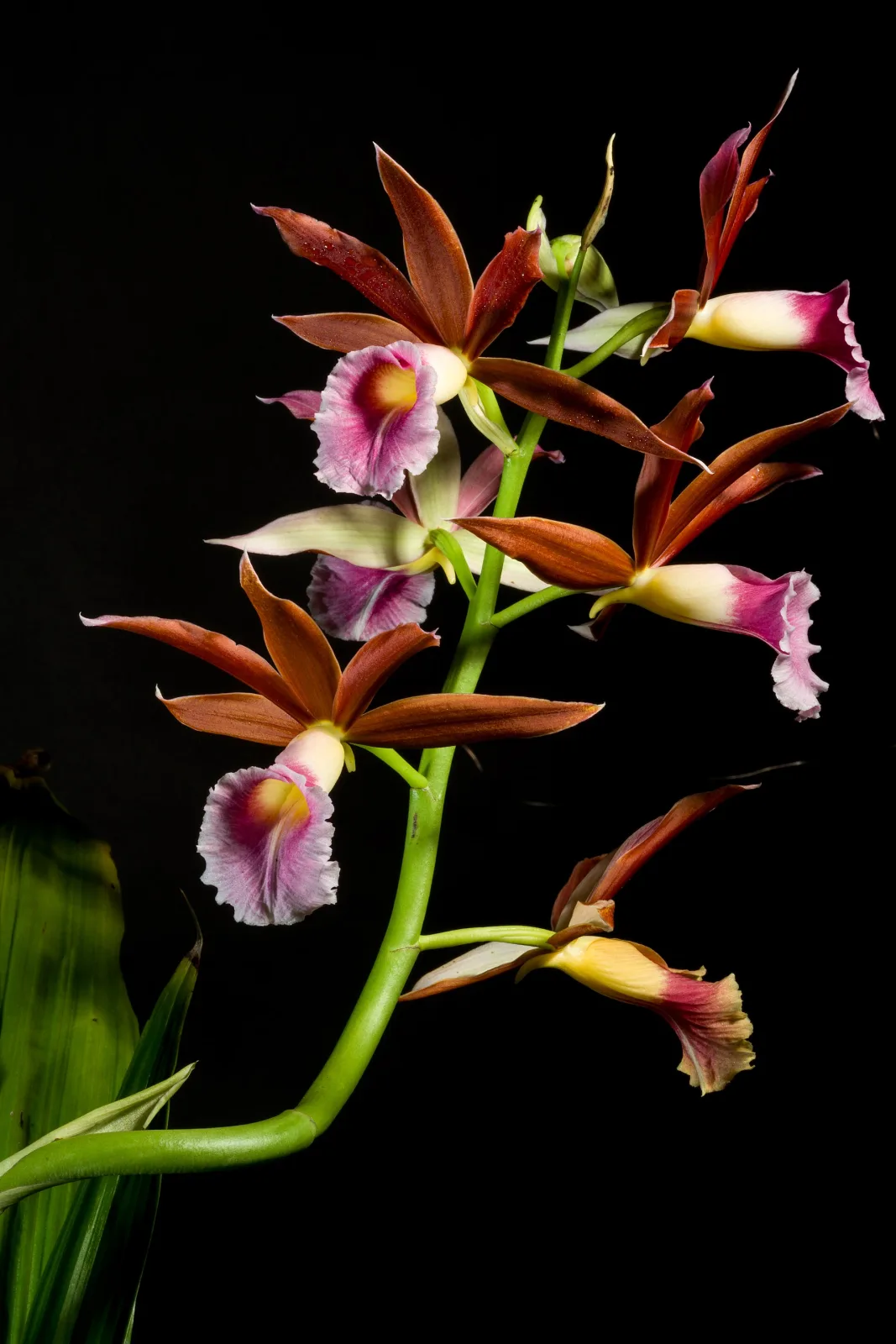 Phaius tankervilleae