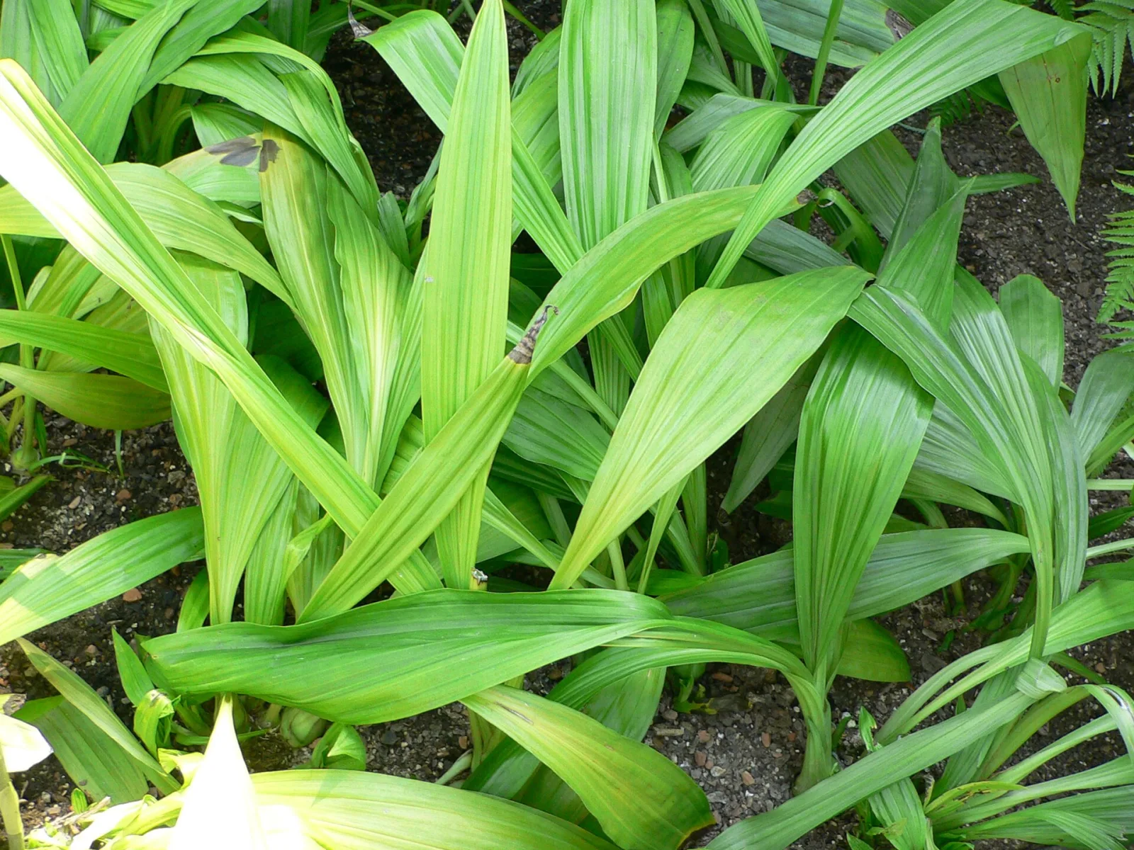 Phaius tankervilleae alba