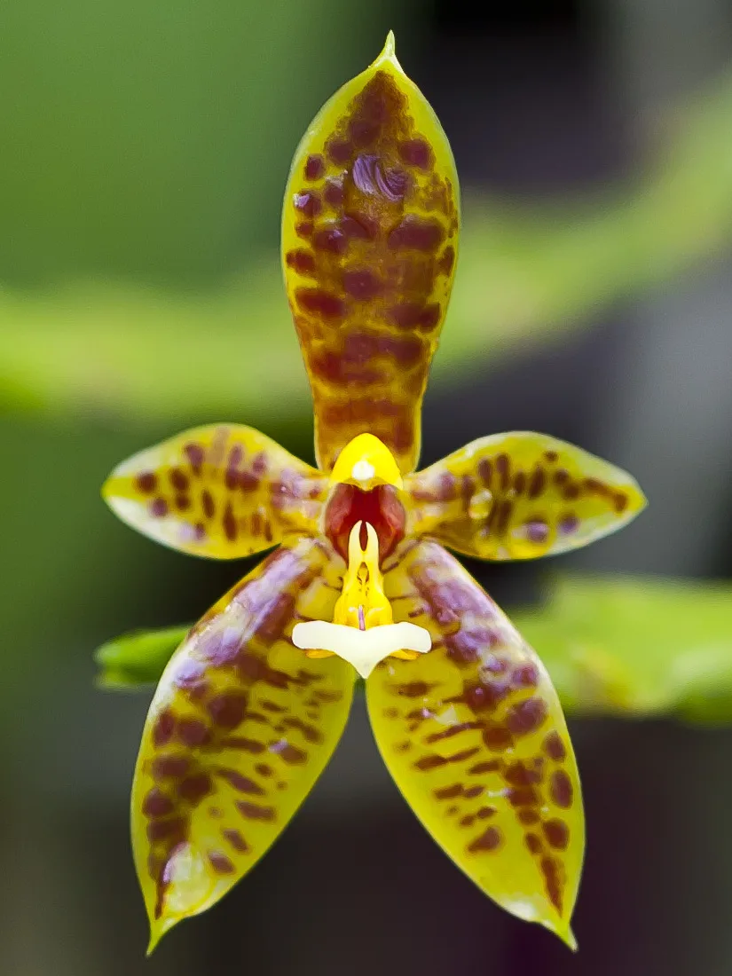 Phalaenopsis cornucervi