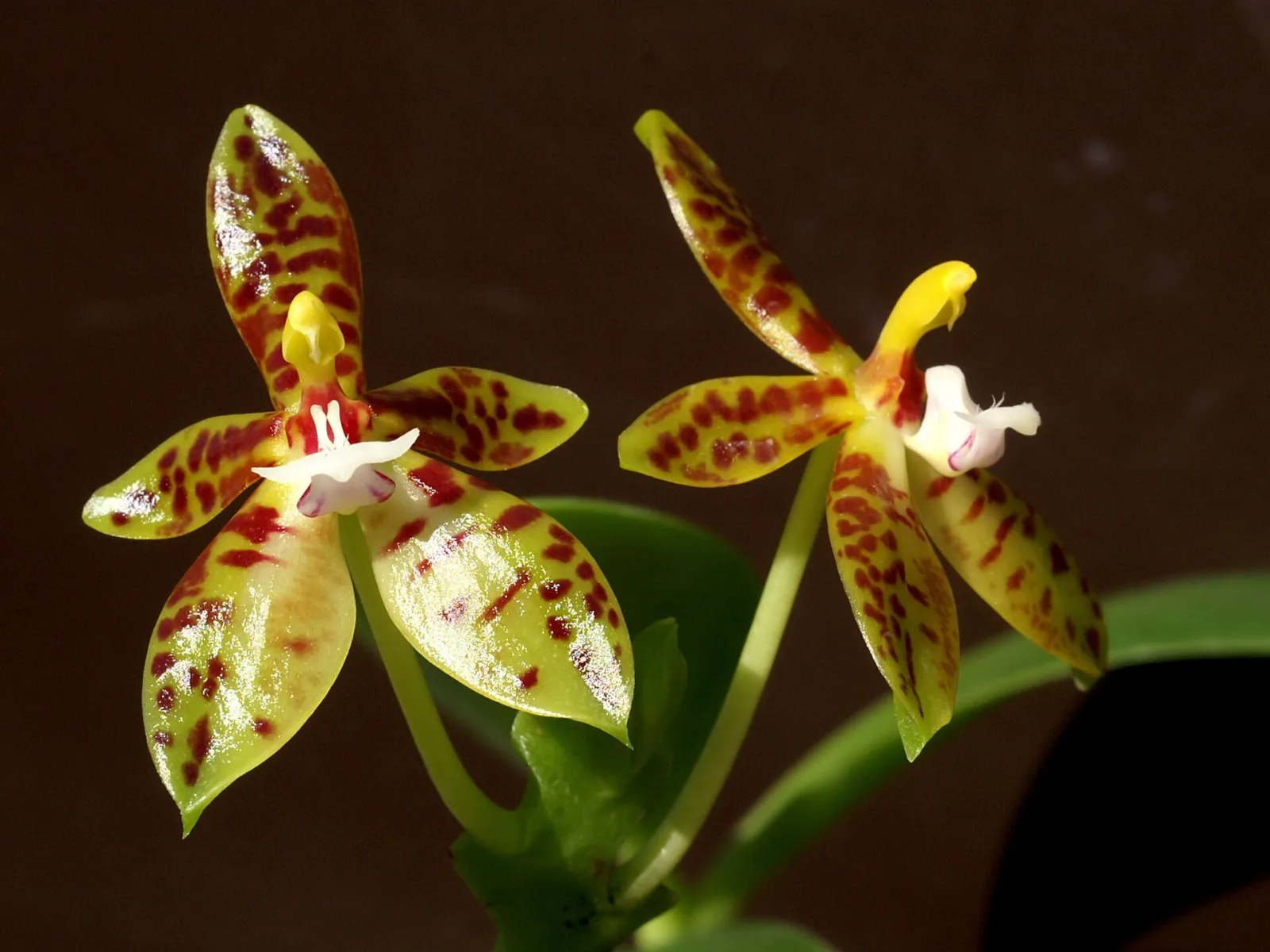 Phalaenopsis cornucervi