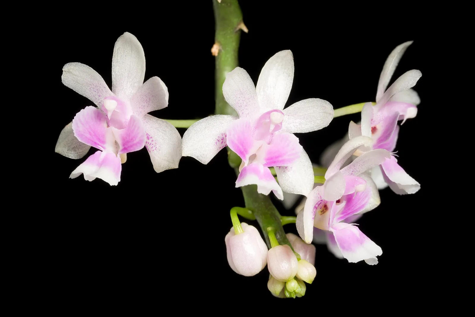 Kingidium deliciosum